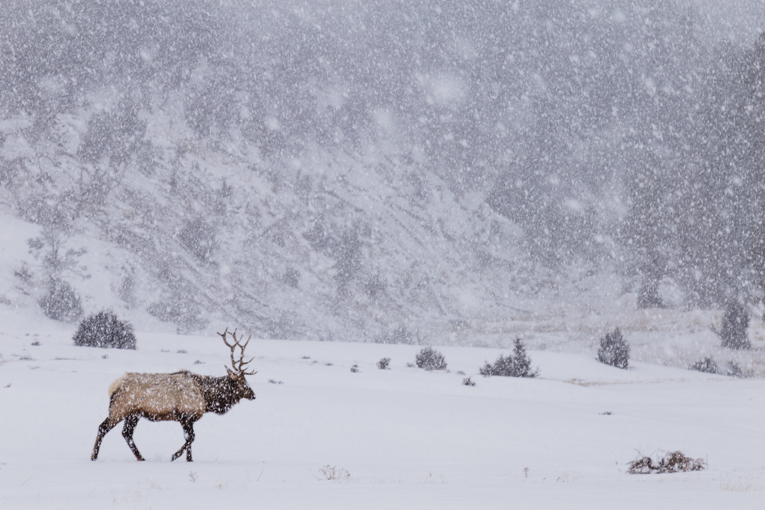 Elk In Snow. Yellowstone N.P. (Feb. 2018)