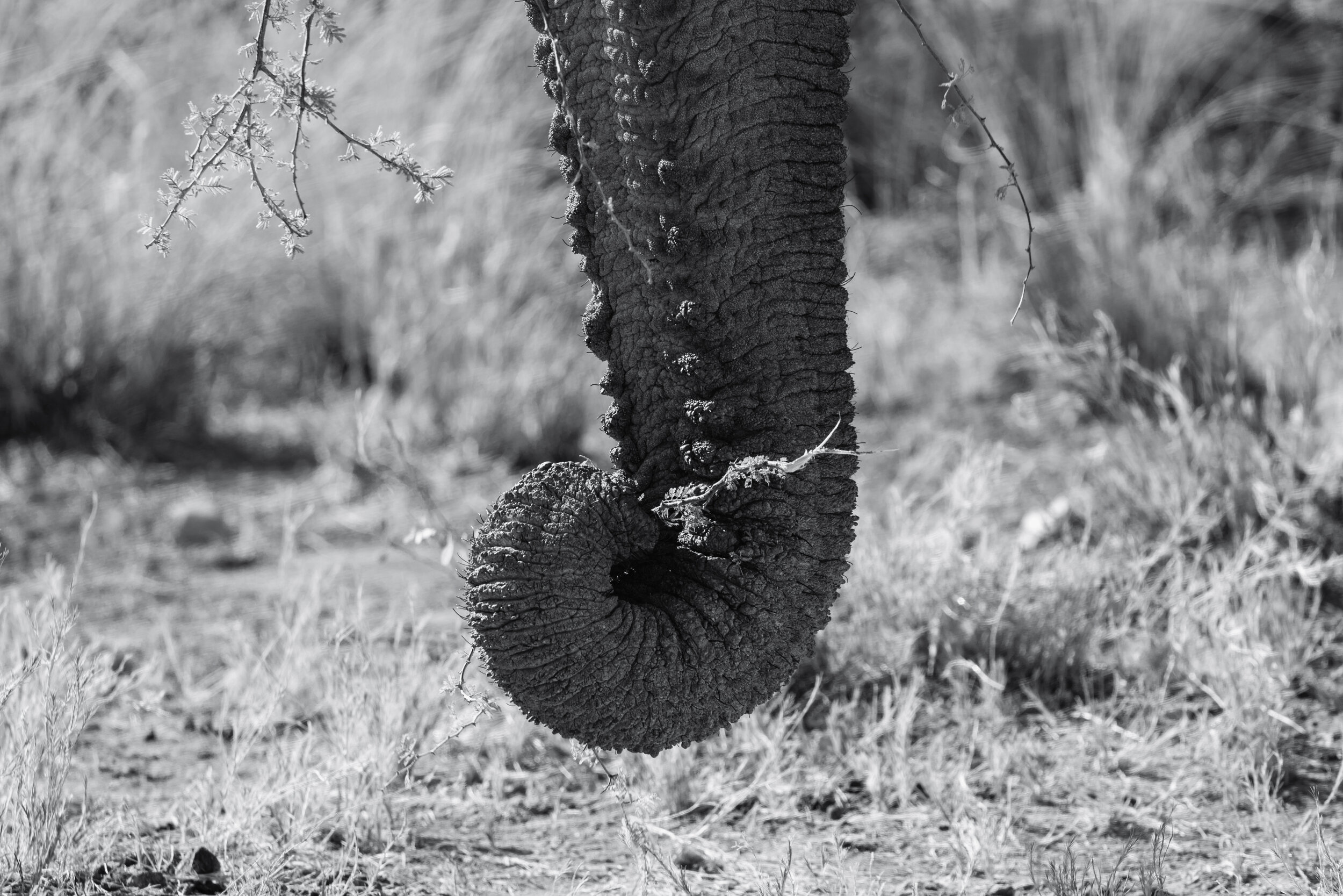 Trunk Show. Etosha, Namibia (Aug. 2019)