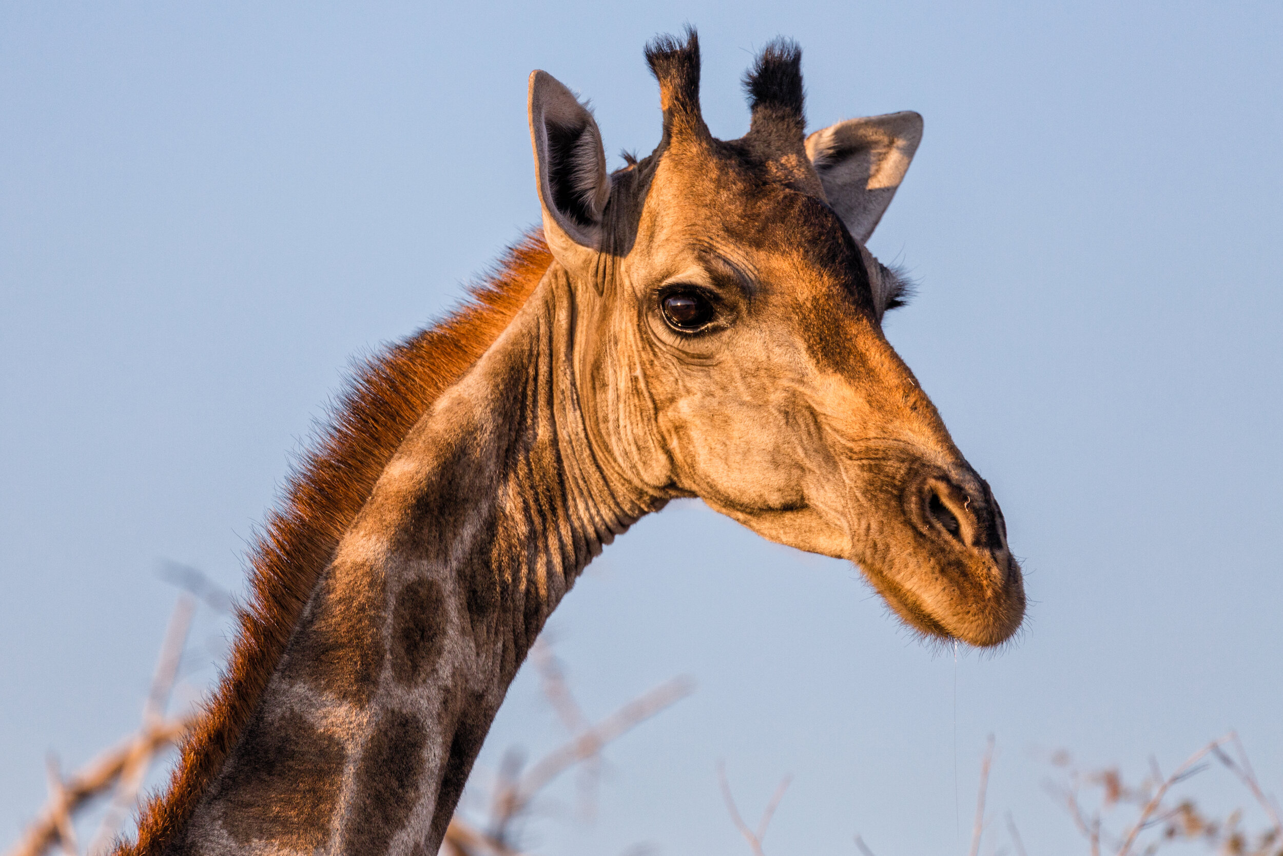 Portrait Of A Giraffe. Etosha, Namibia (Aug. 2019)