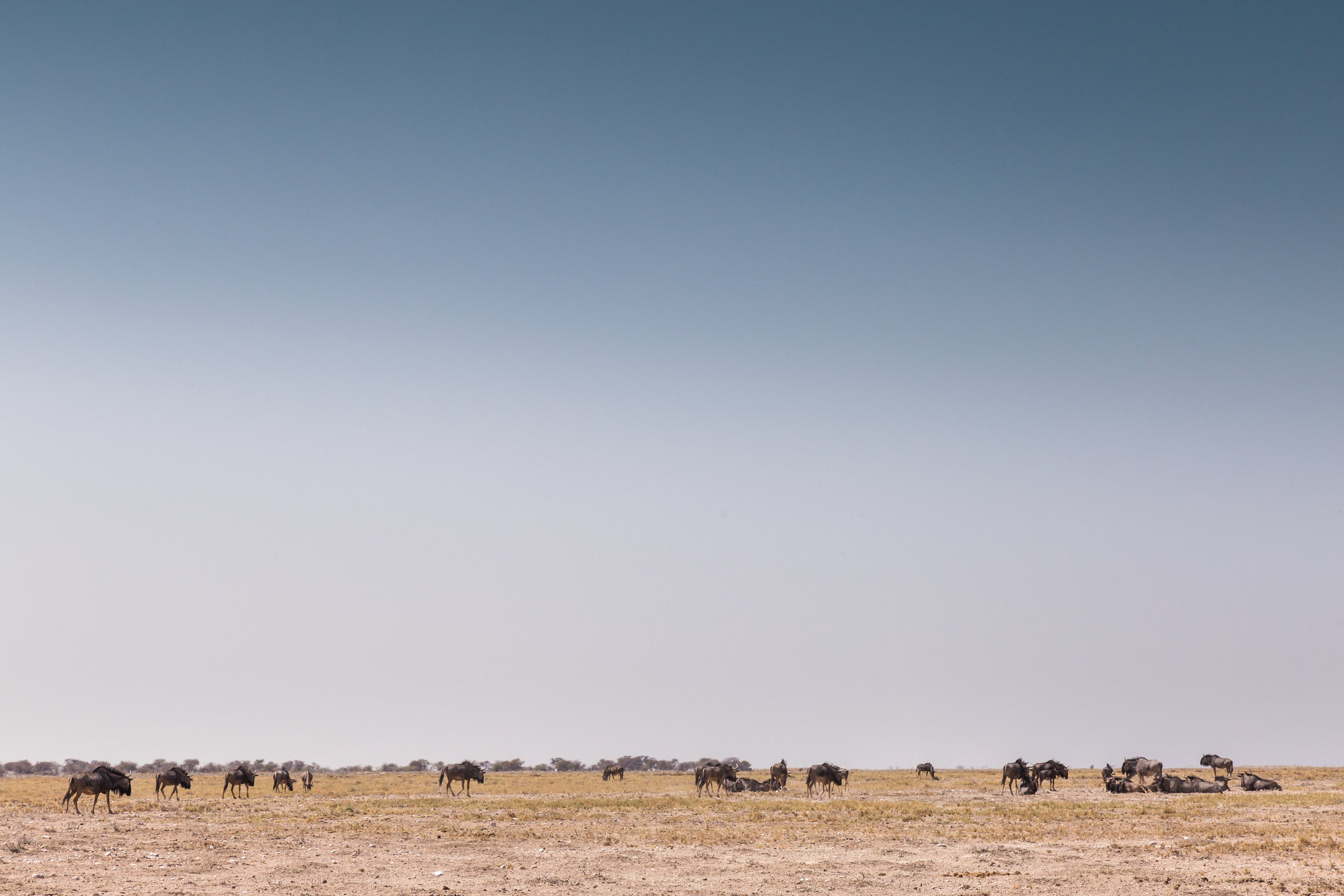 Pan Horizon. Etosha, Namibia (Aug. 2019)