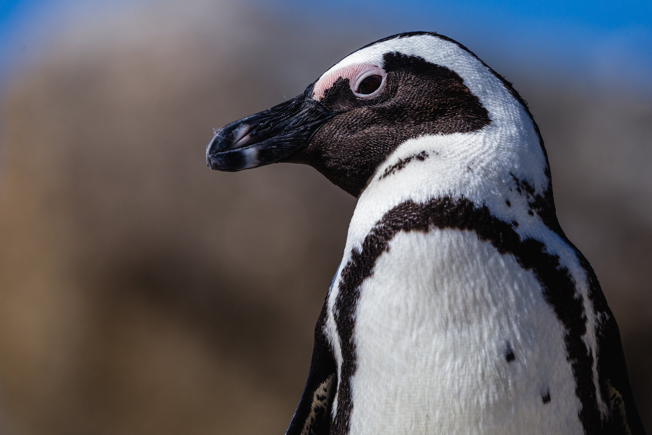 Penguin Profile. Boulders Beach, South Africa (Aug. 2019)