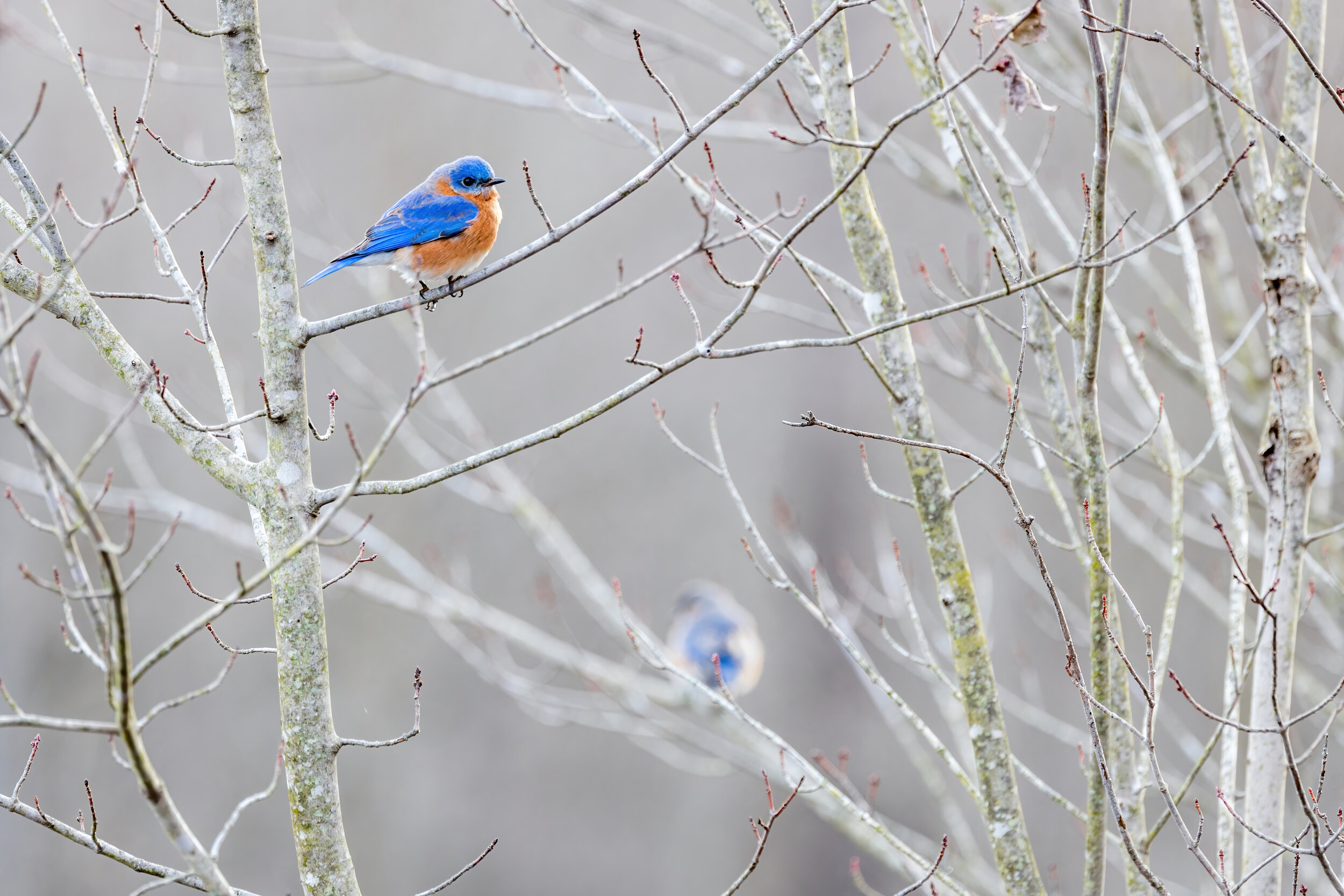 Bluebird Morning. Huntley Meadows, Va. (Feb. 2021)