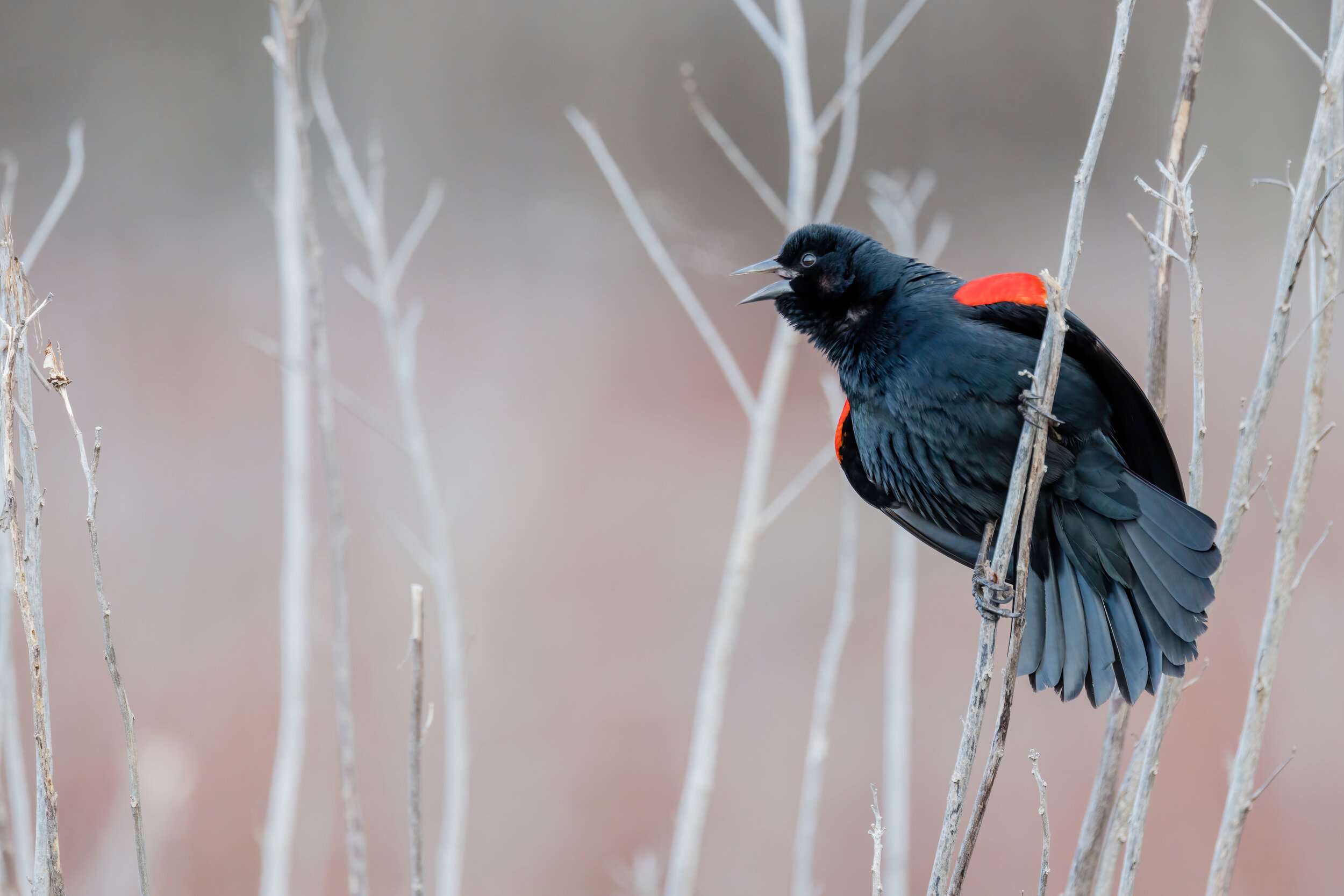 Frosty Call. Huntley Meadows, Va. (Feb. 2021)