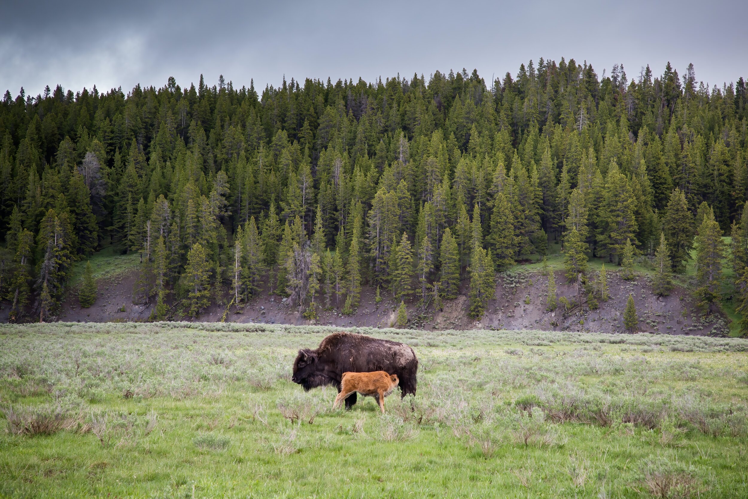 Nursing Bison in Hayden. Yellowstone N.P. (June 2017)