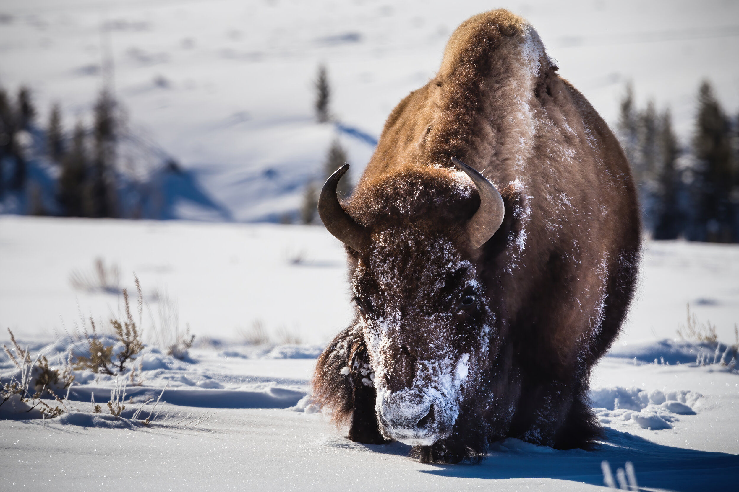 Trudge.  Yellowstone N.P. (Feb. 2019)