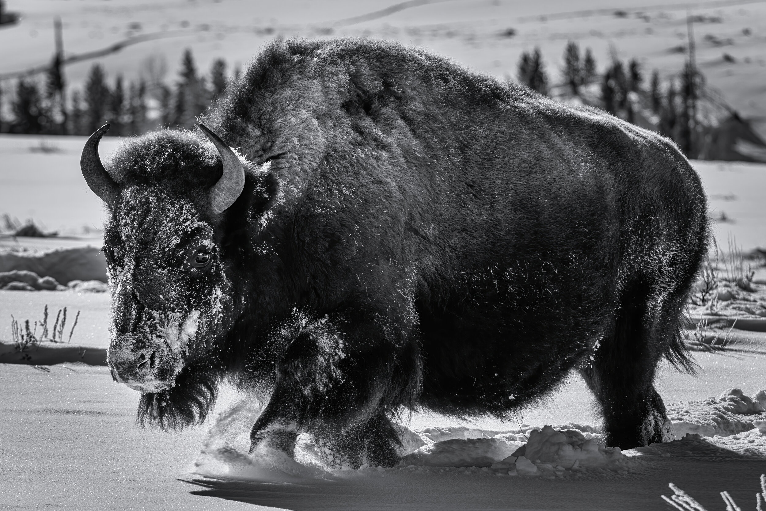 March On. Yellowstone N.P. (Feb. 2019)