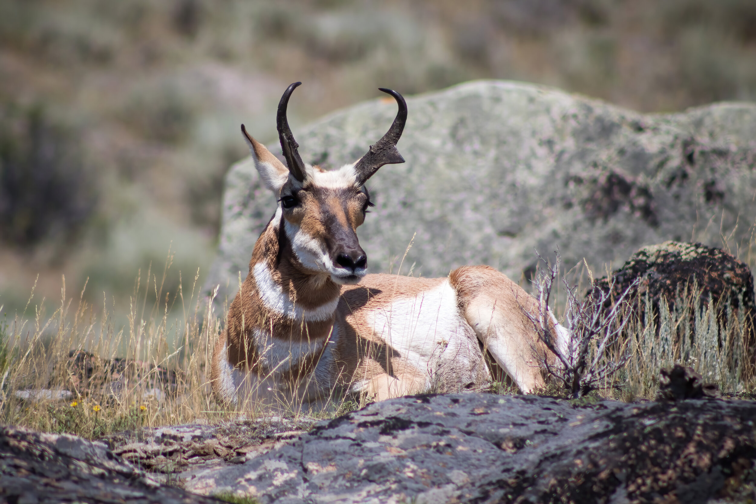 Pronghorn On The Plateau. Yellowstone N.P. (July 2017)