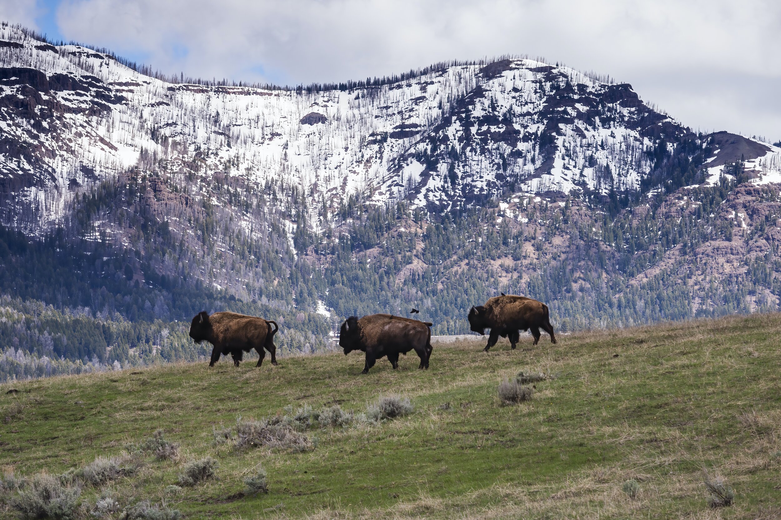 Bison In Motion. Yellowstone N.P. (May 2018)