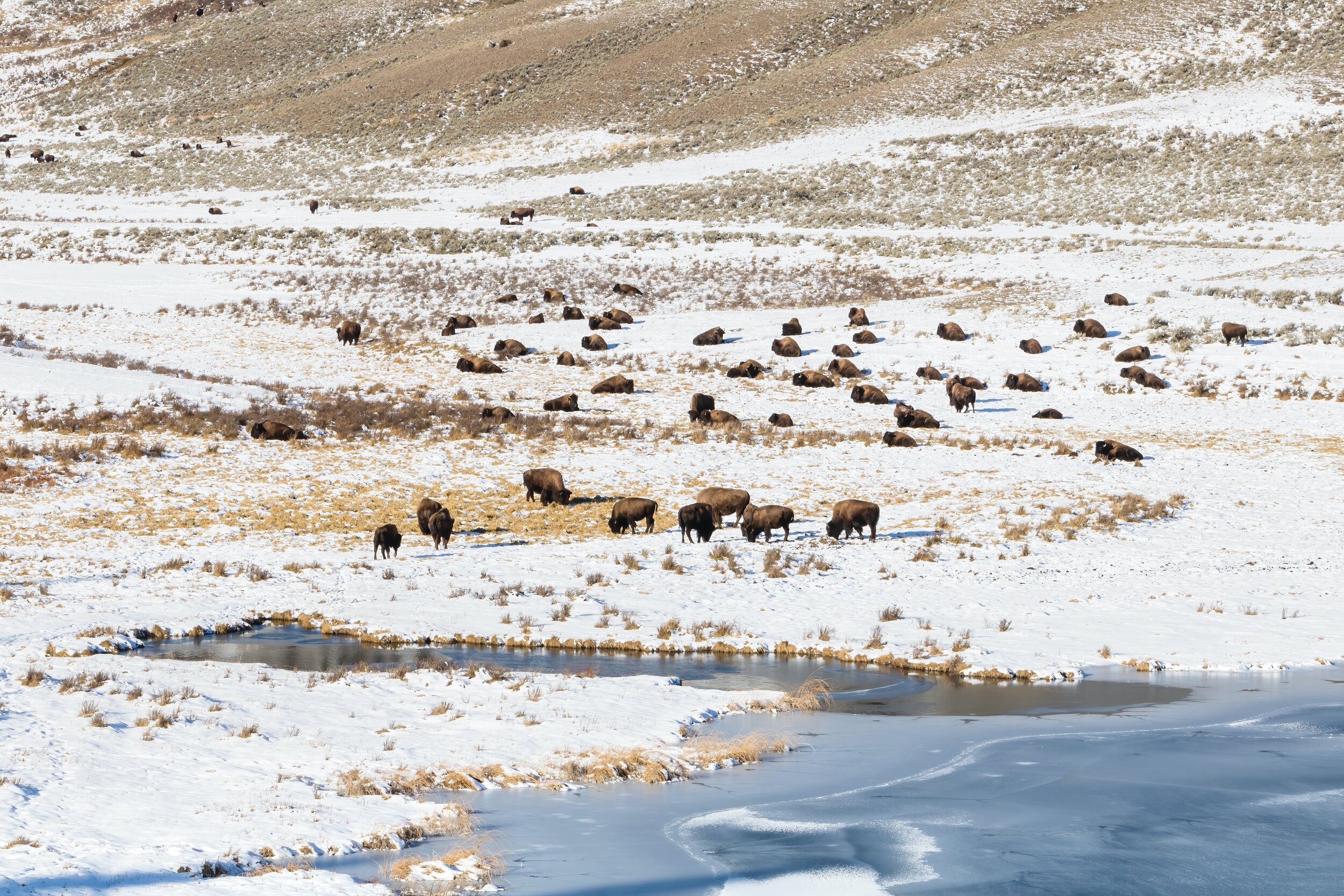 Bison Grazing at Blacktail Pond. Yellowstone N.P., Wyo. (Nov. 2016)