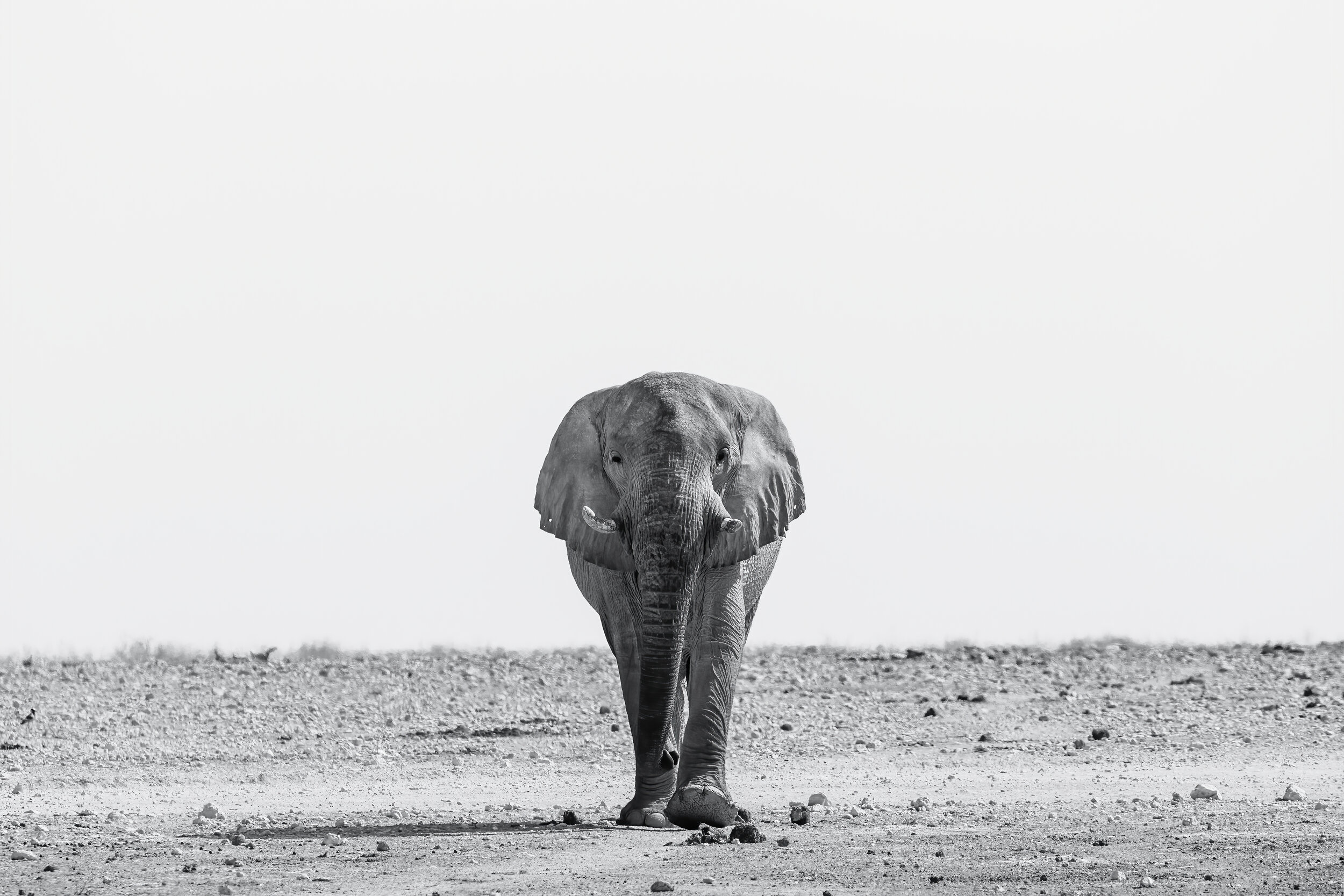 Approaching Giant. Etosha, Namibia (Aug. 2019)