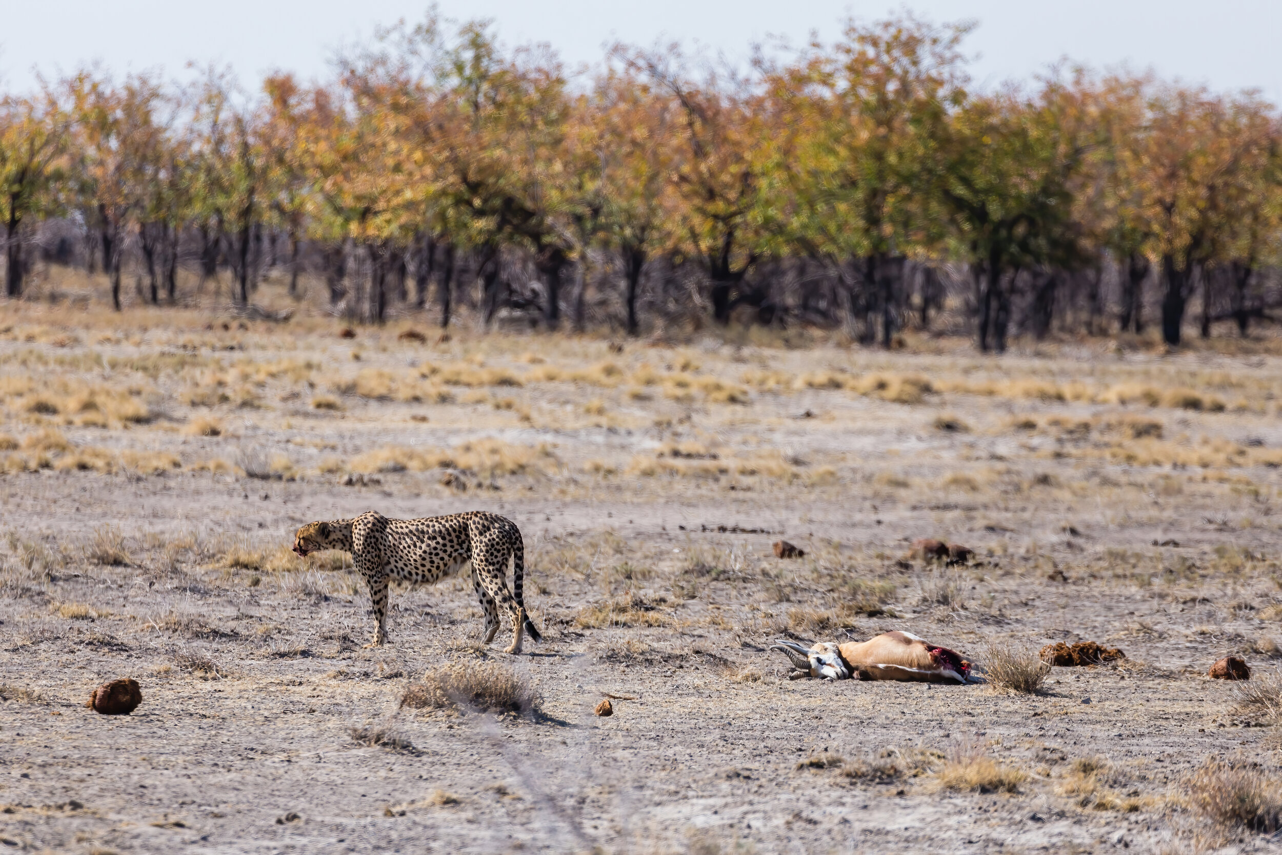 Walking Off Lunch. Etosha, Namibia (Aug. 2019)