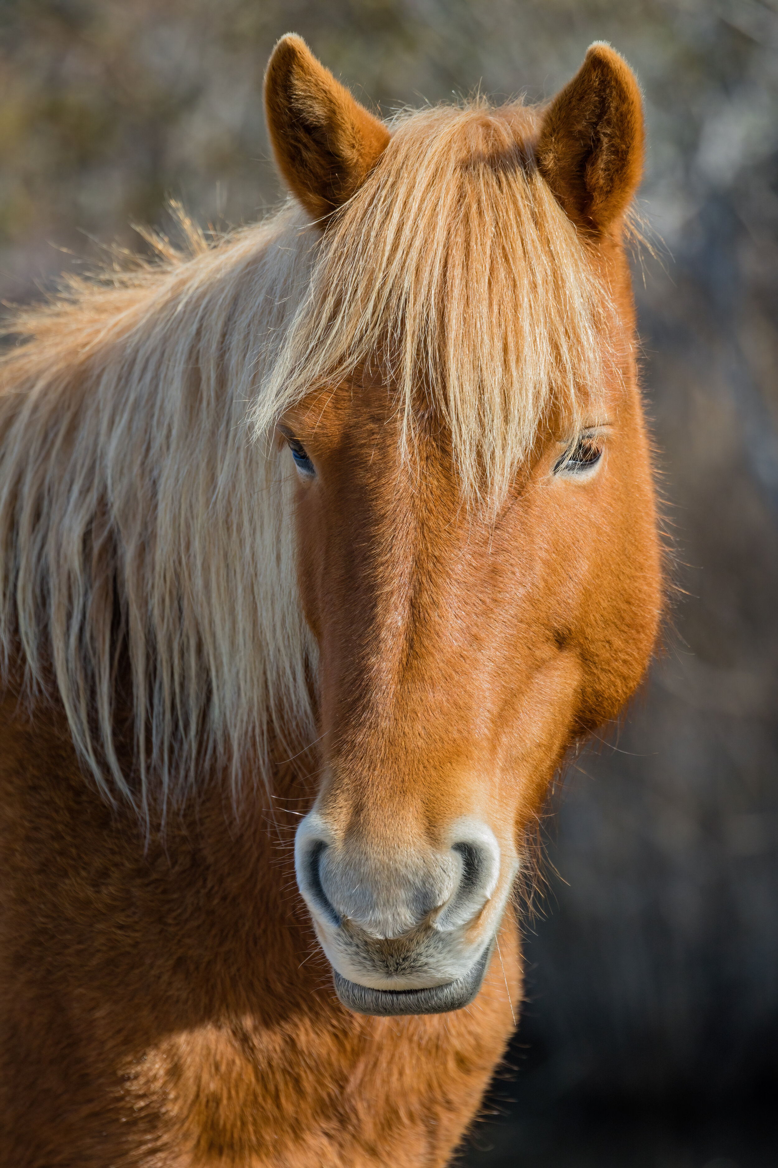 Pony Pony. Assateague, Md. (Mar. 2021)