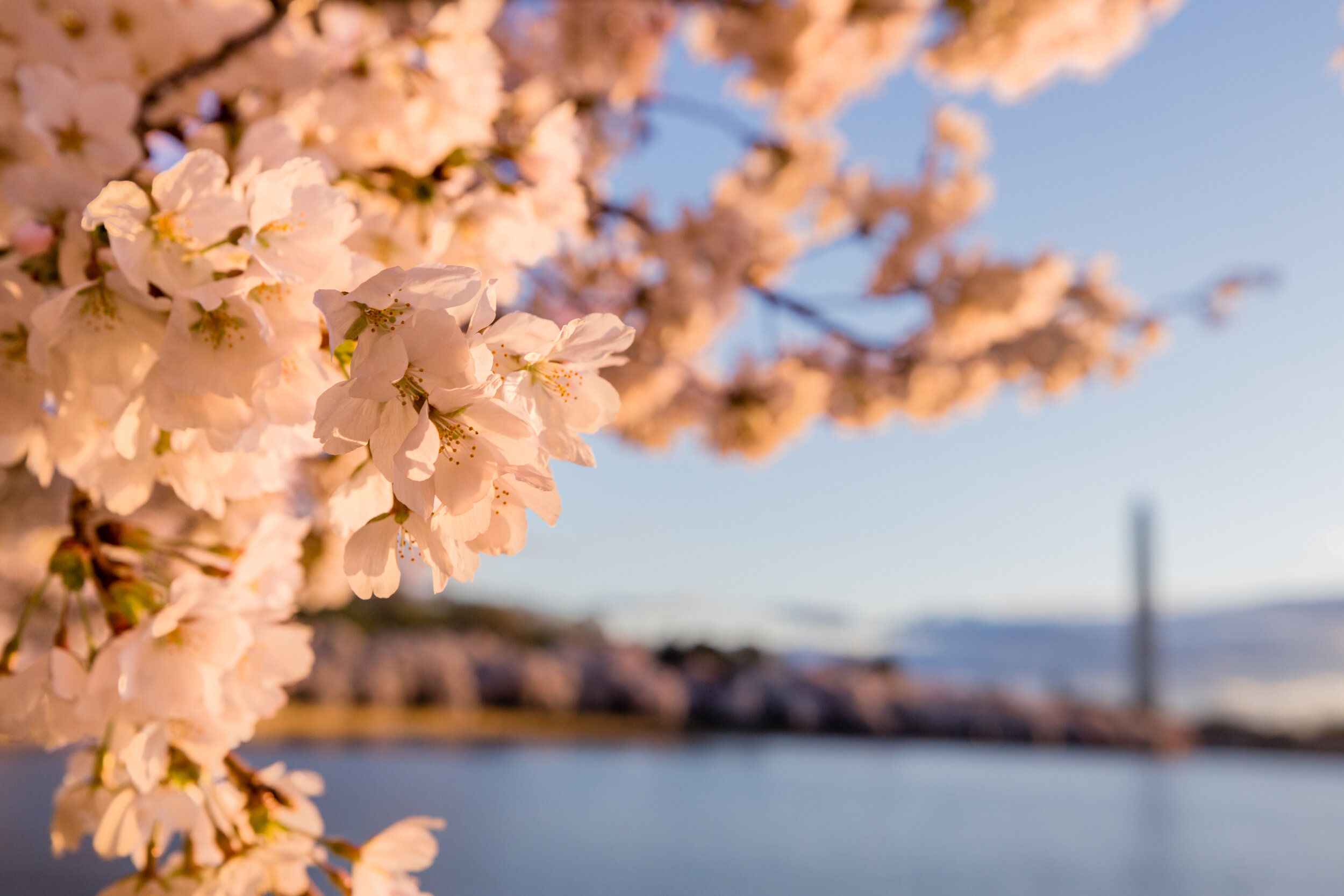 Pink Sunrise. Washington, D.C. (Mar. 2021)