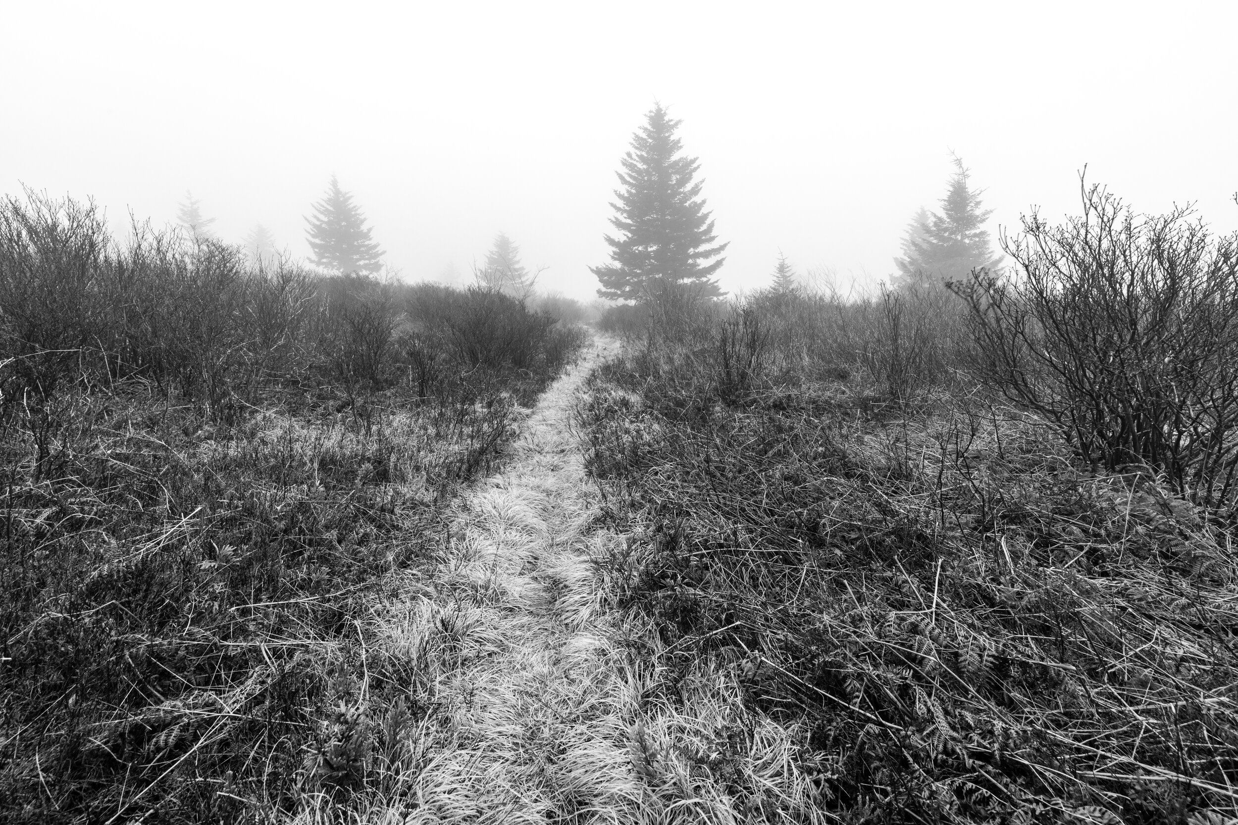 Into Nothingness. Roaring Plains West, W.Va. (Apr. 2021)