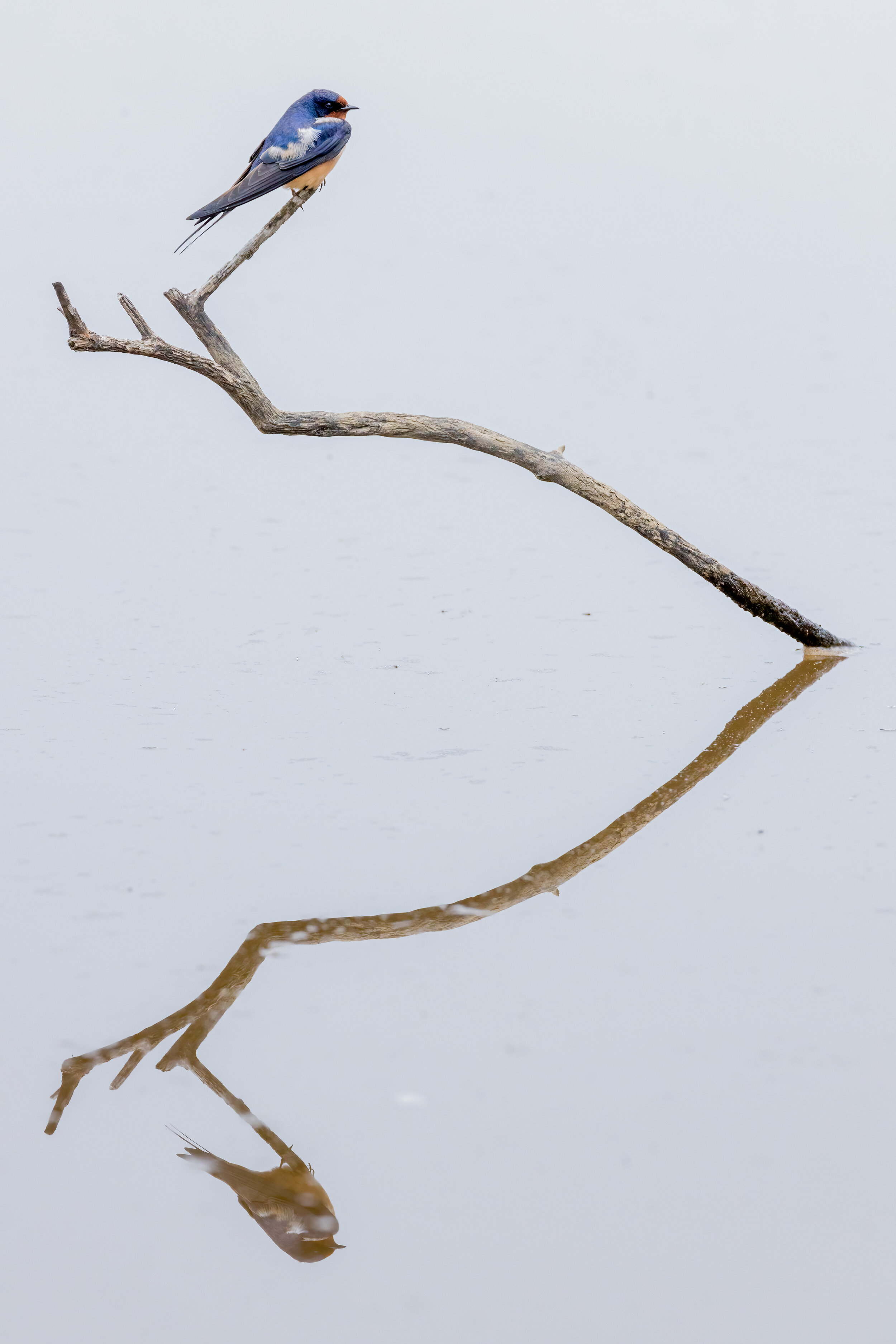 Reflective Perch. Huntley Meadows, Va. (May 2021)