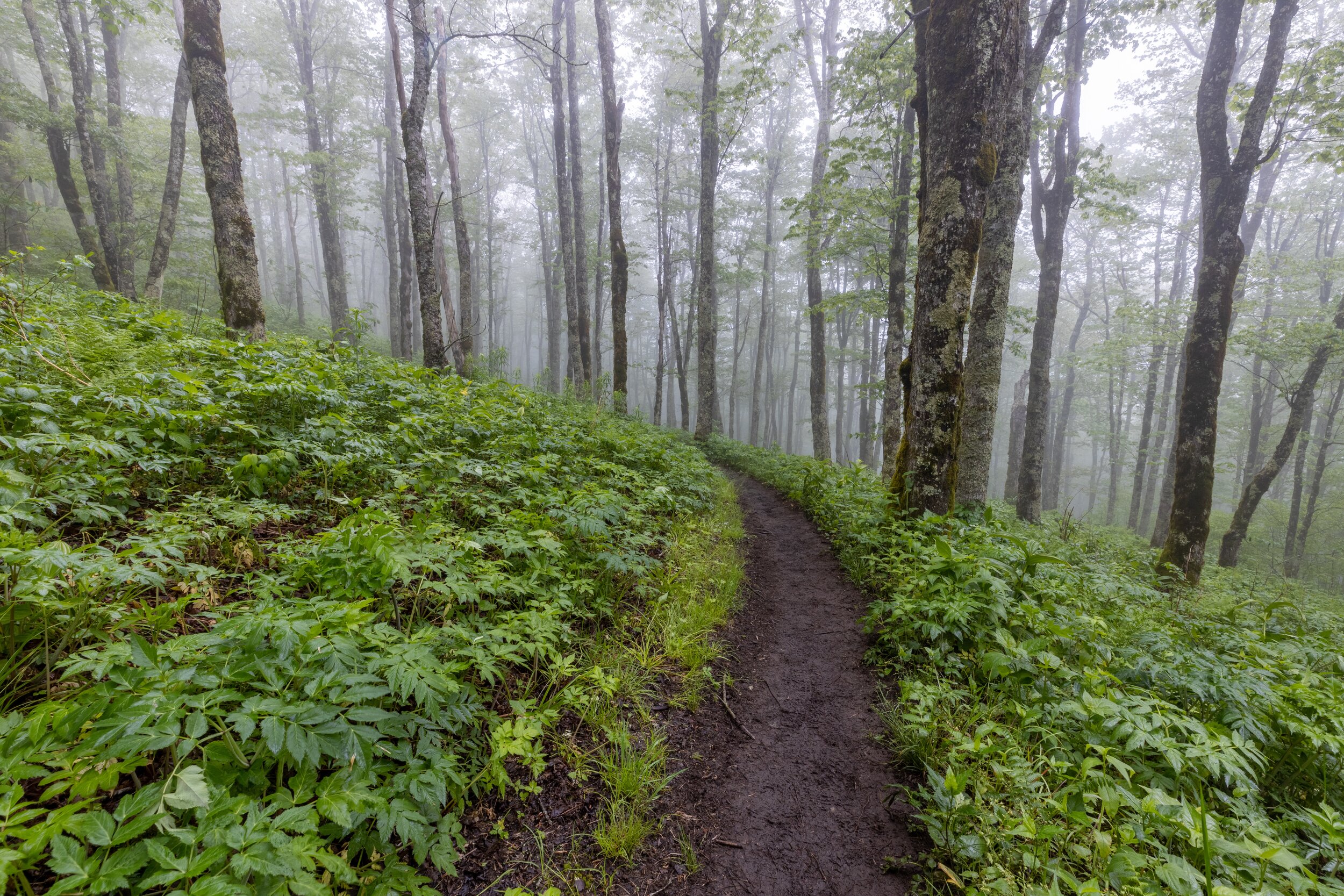 Around The Bend. Roan Highlands, N.C. (May 2021)