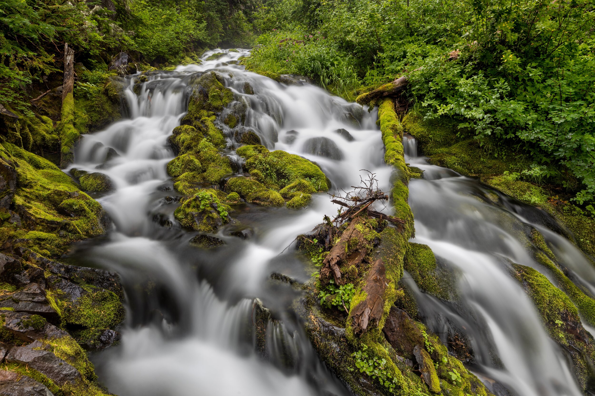 Passing By. Gifford-Pinchot N.F., Wash. (Aug. 2021)