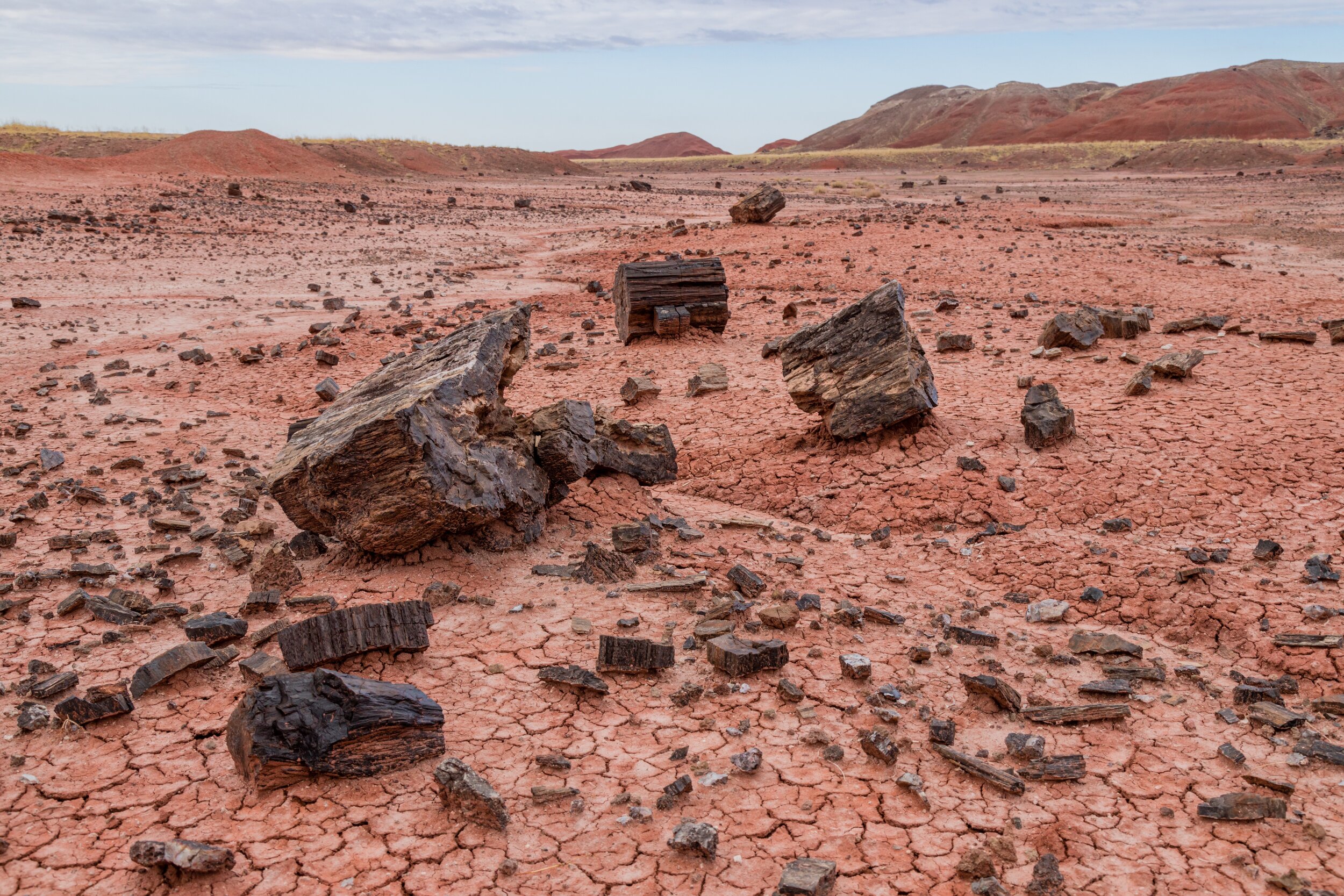 Hints Of Ancient Trees. Petrified Forest N.P., Ariz. (Sept. 2021)