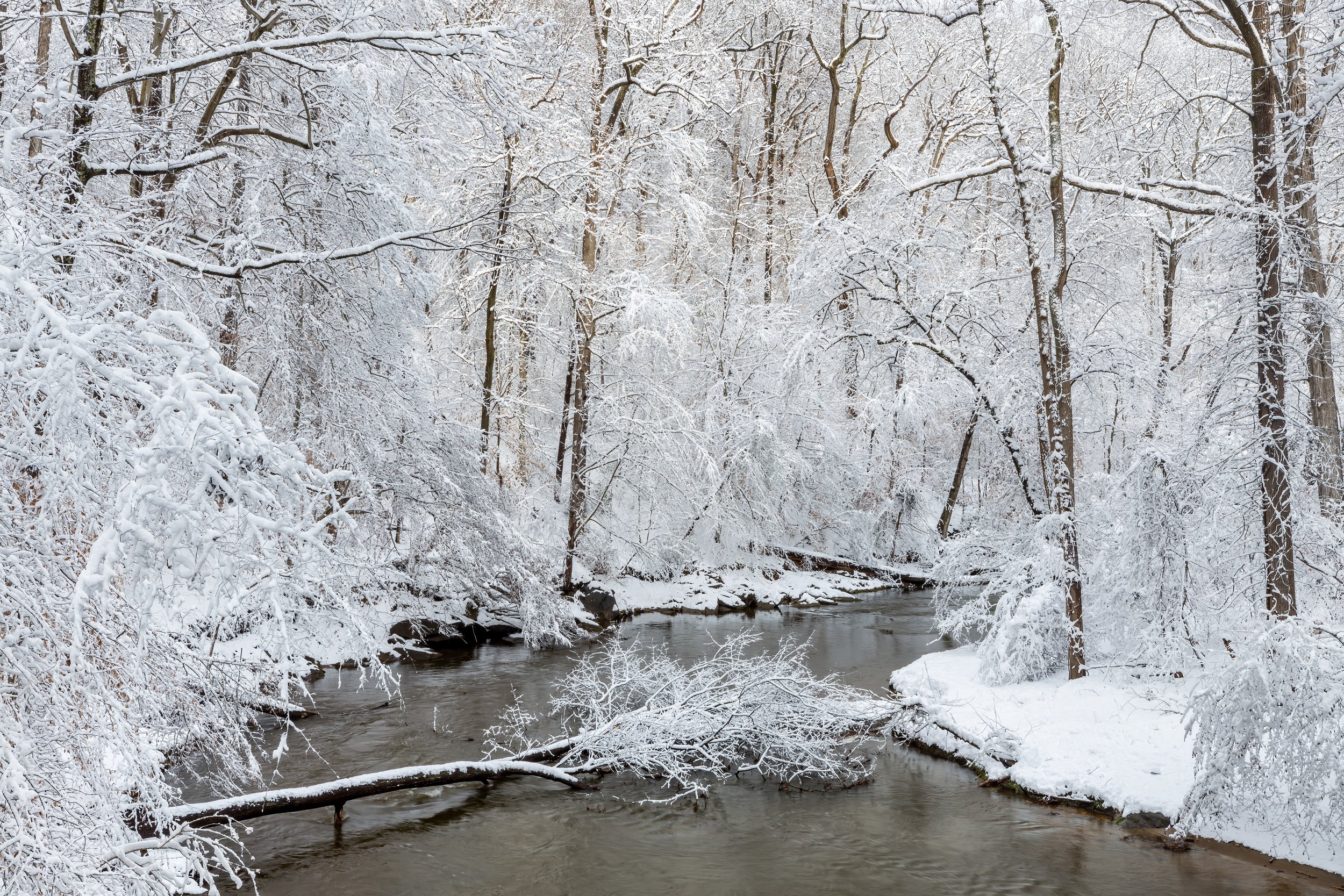 Frosted. Washington, D.C. (Jan. 2022)