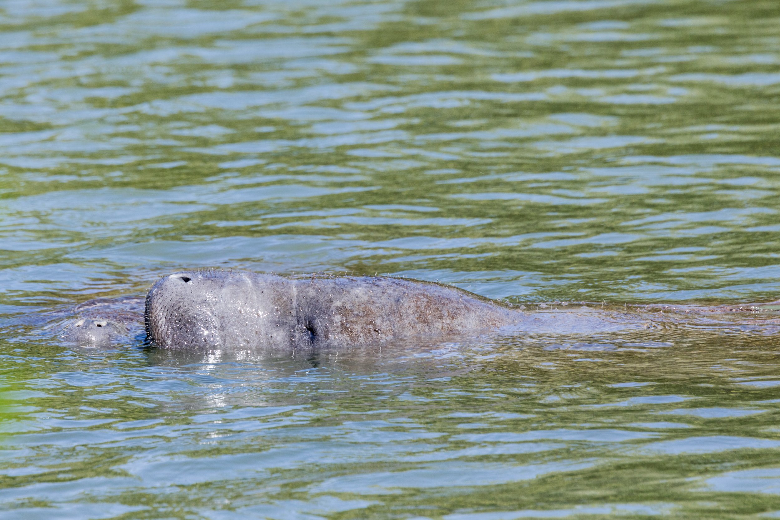 Nuzzling. Florida (Jan. 2022)