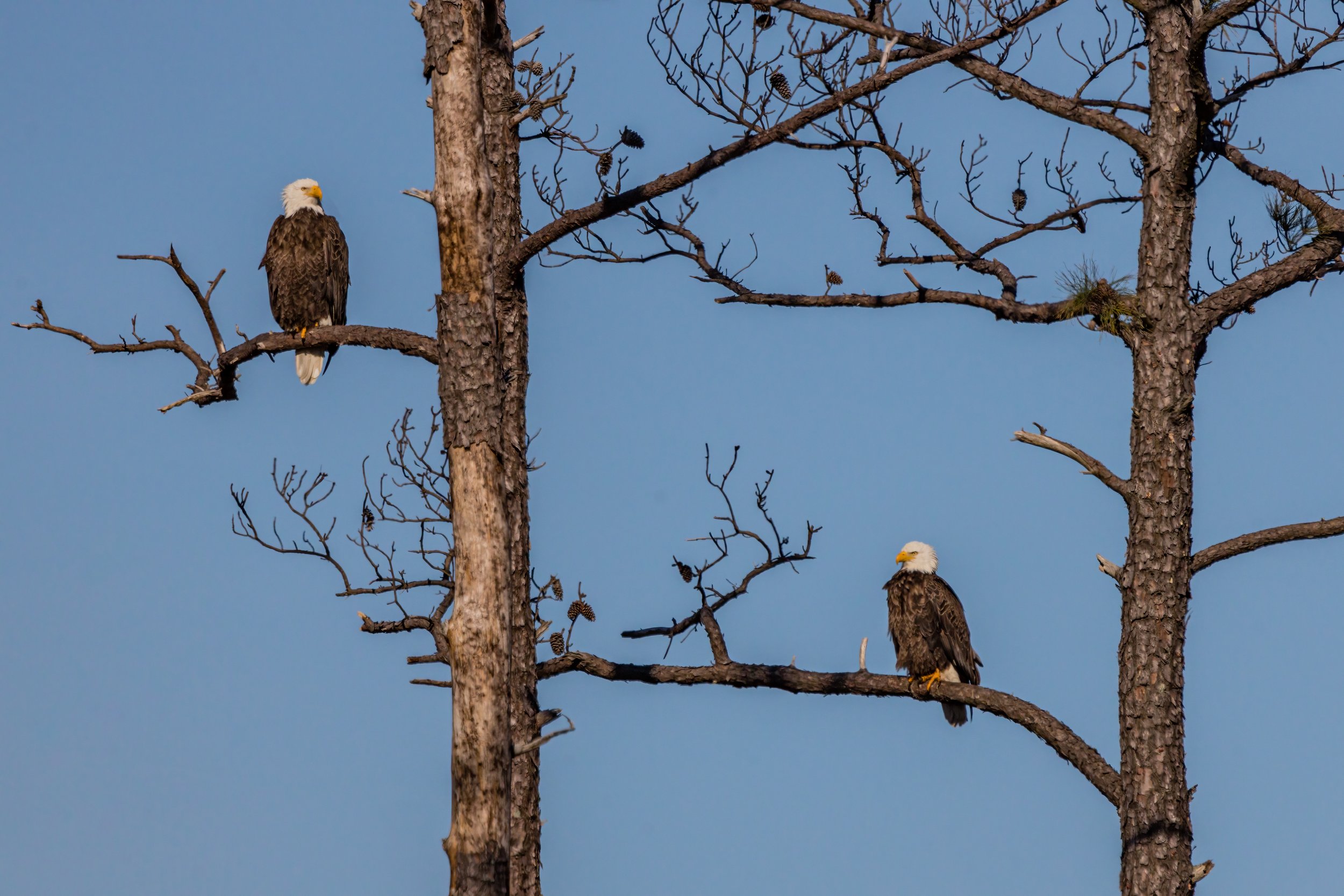 Eagle Pair. Blackwater Wildlife Refuge, Fla. (Jan. 2022)