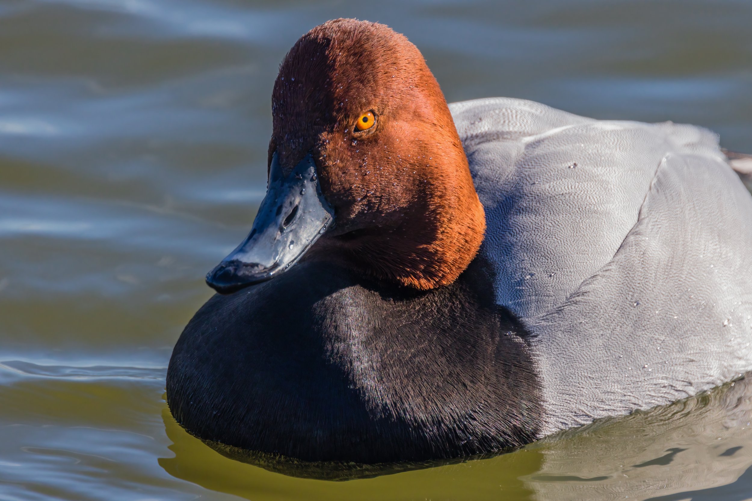 Redhead. Cambridge, Md. (Jan. 2022)