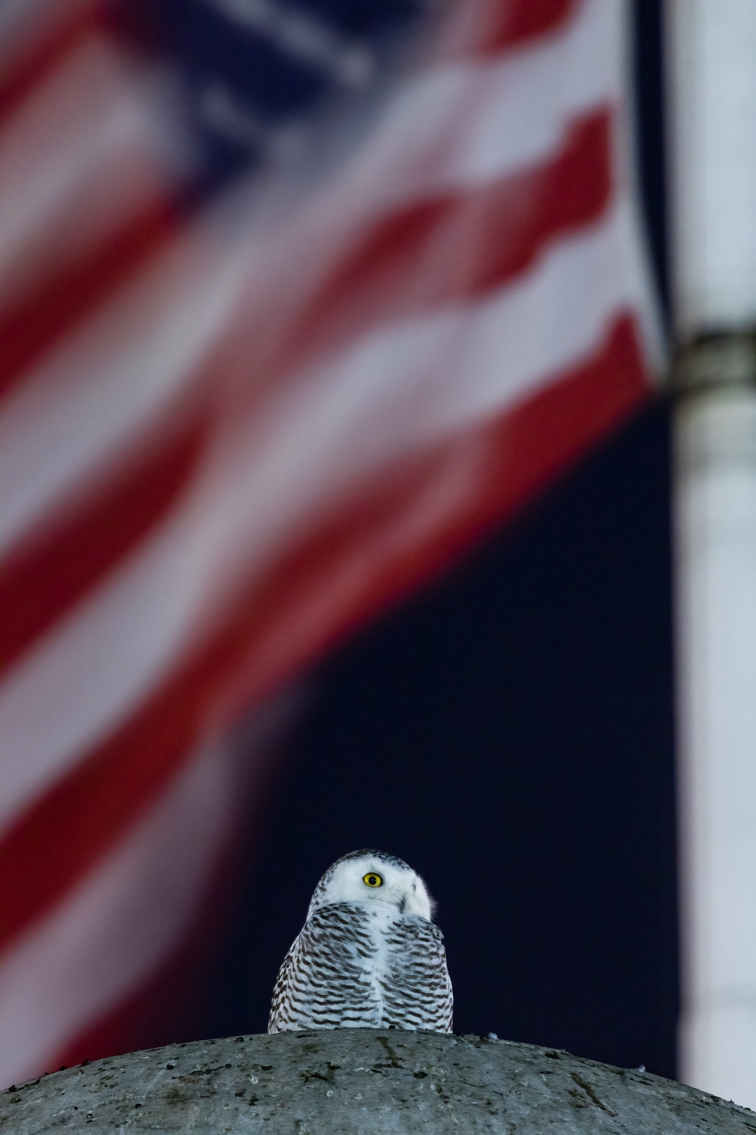 Patriotic Visitor. Washington, D.C. (Jan. 2022)