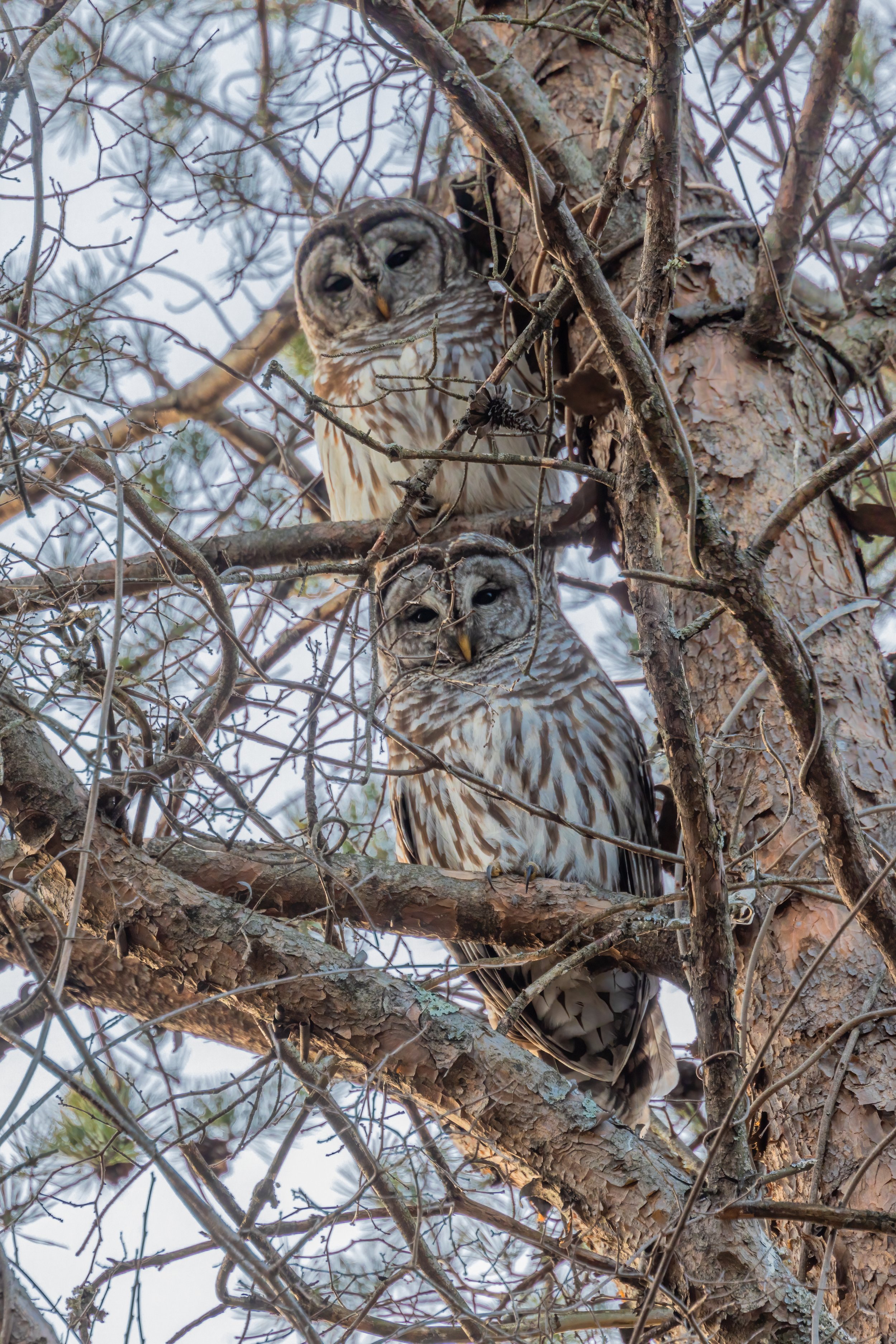 Cluderay-Barred-Owl-Pair-2-16-22.jpg