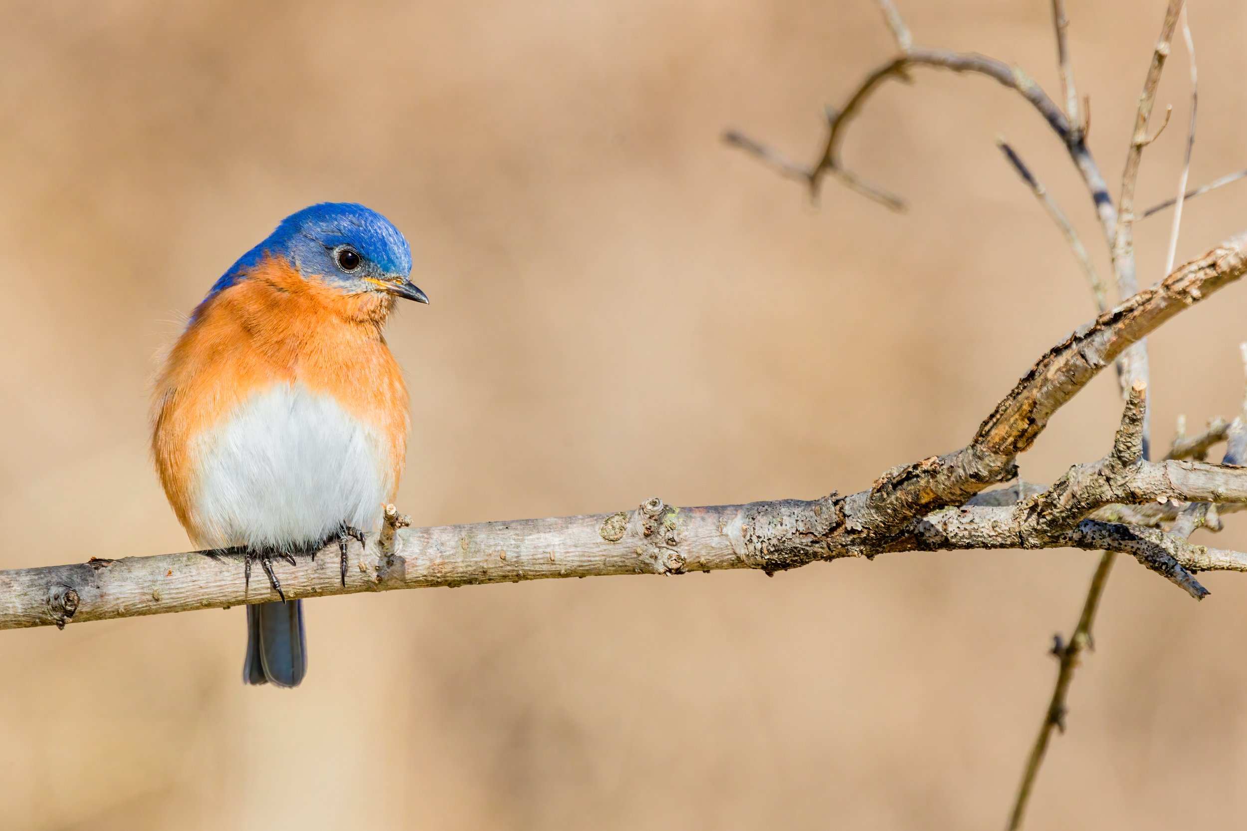 Bluebird Perch. Lancaster, Pa. (Feb. 2022)