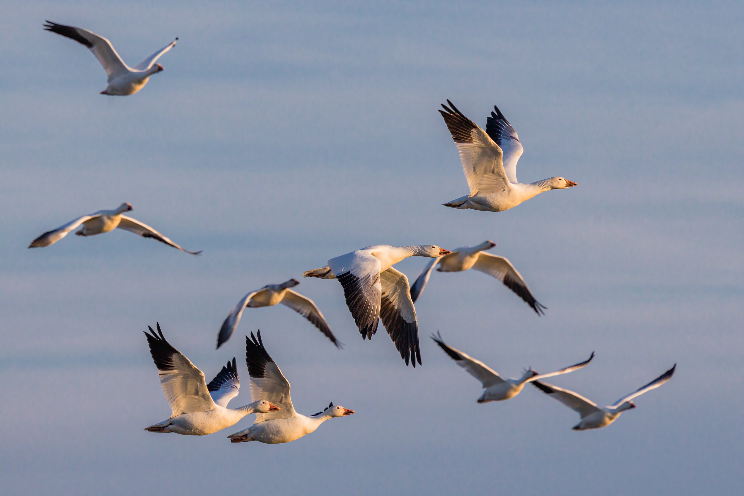 Golden Hour Geese. Middle Creek, Pa. (Feb. 2022)