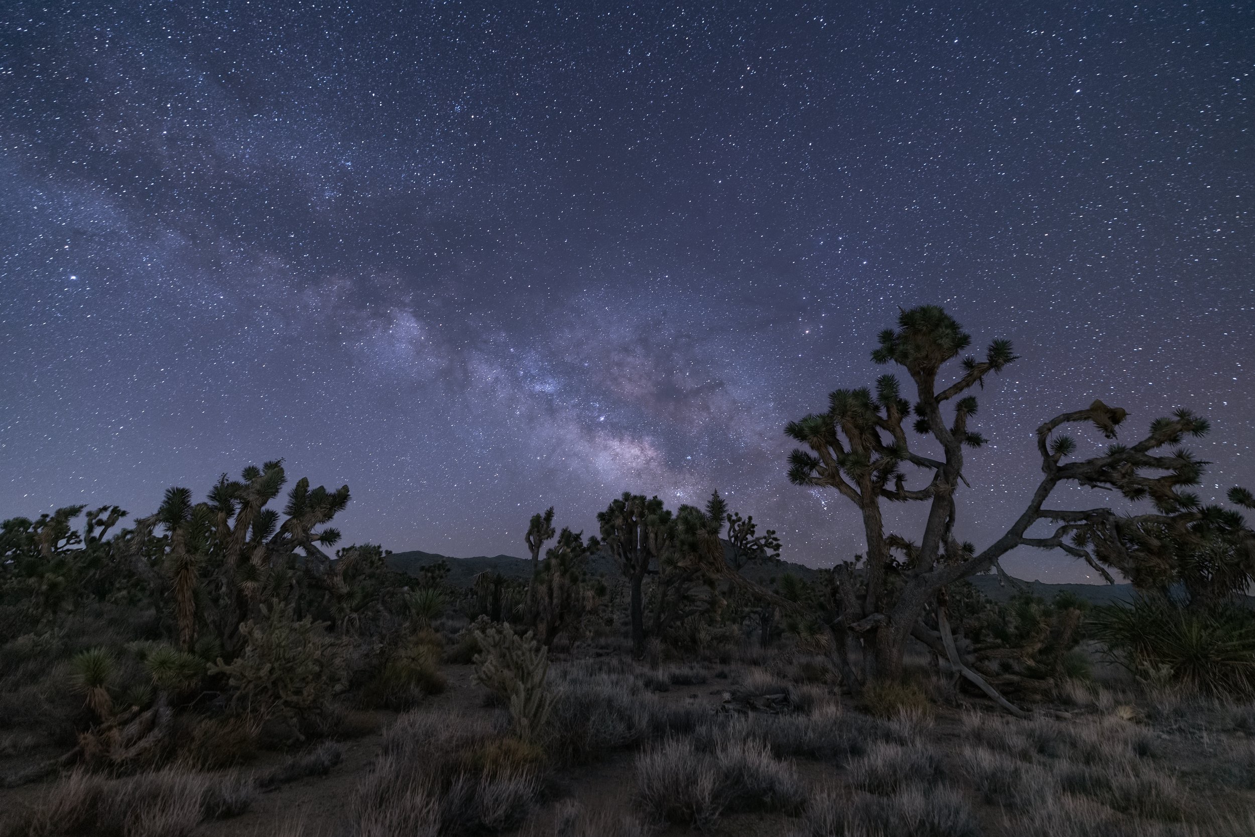 Under The Desert Sky. Mojave National Preserve, Calif. (Mar. 2022)