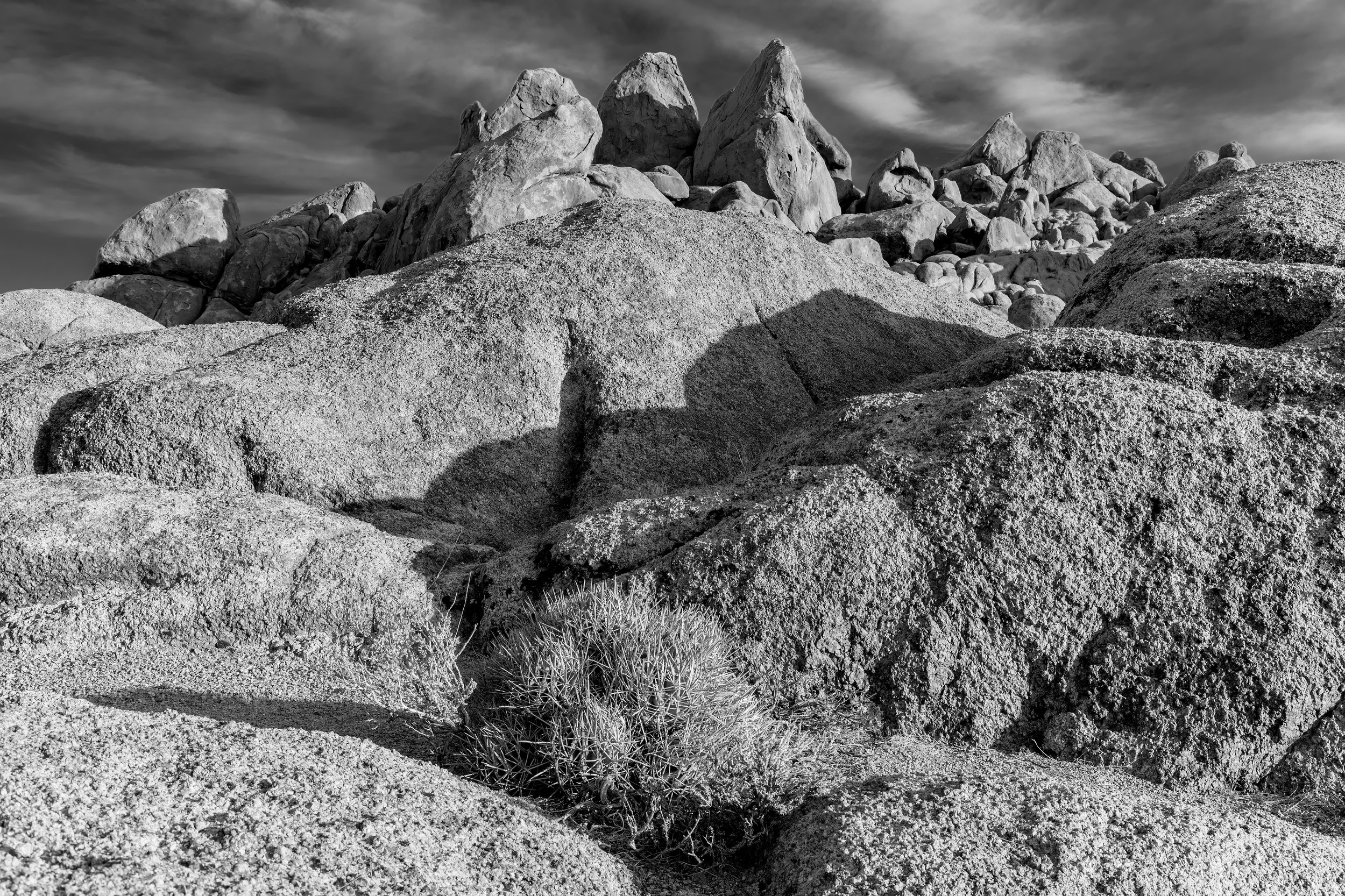 Nestled, Prickly. Alabama Hills, Calif. (Mar. 2022)