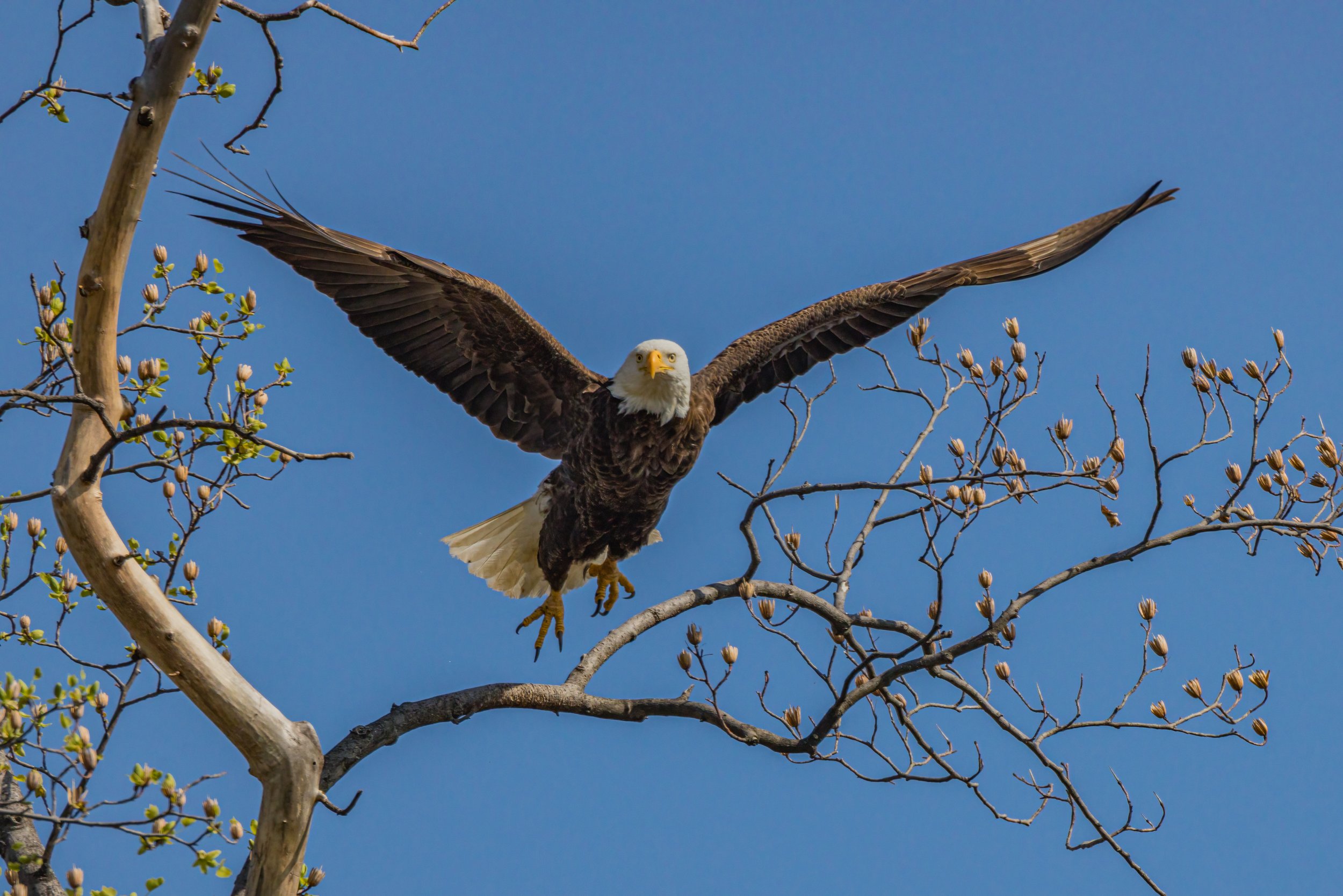 Spring Forward. Occoquan, Va. (Apr. 2022)