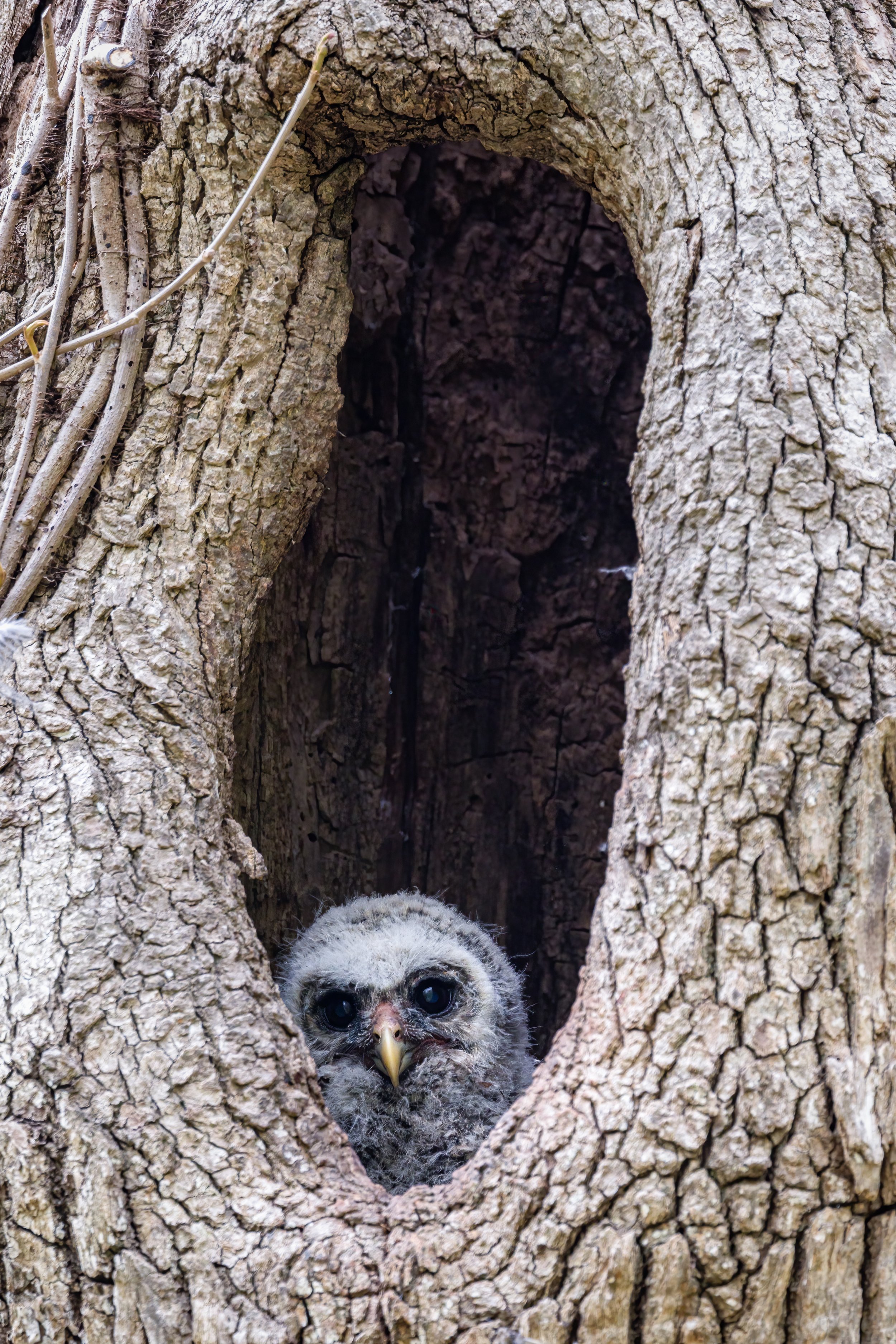 Barred Owlet (Apr. 2022)