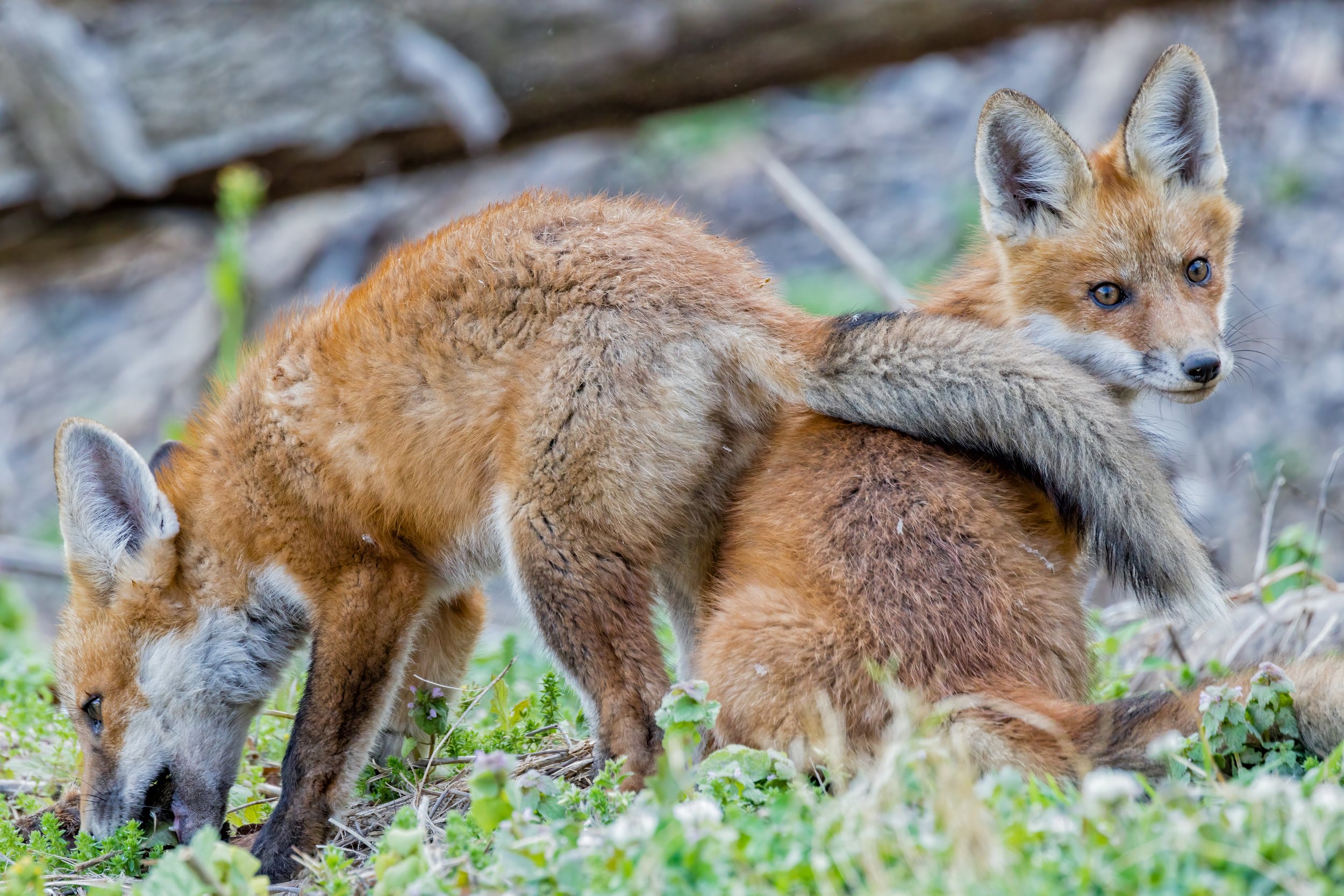 Evening Playtime (Apr. 2022)