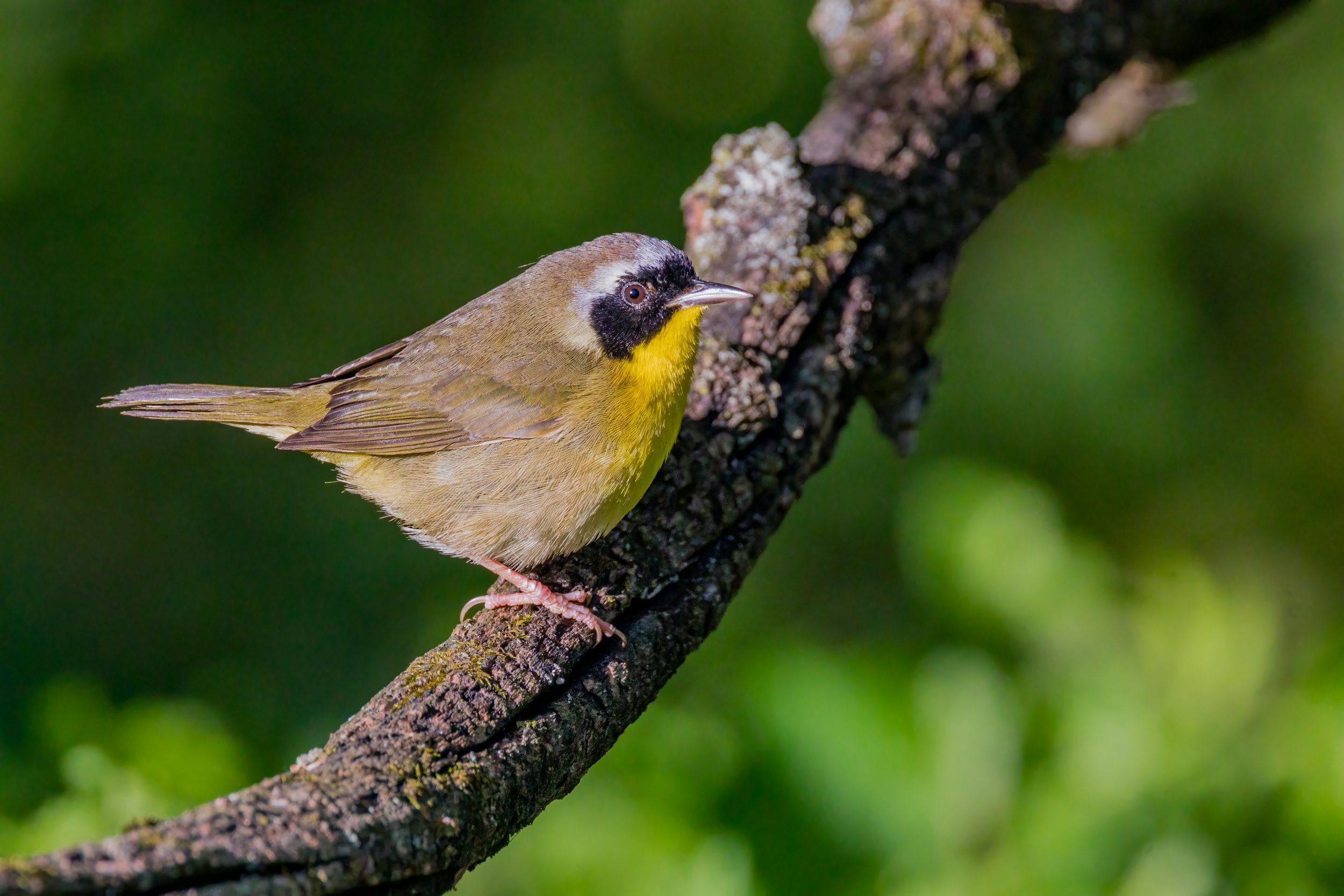 The Yellow Bandit. Washington, D.C. (May 2022)