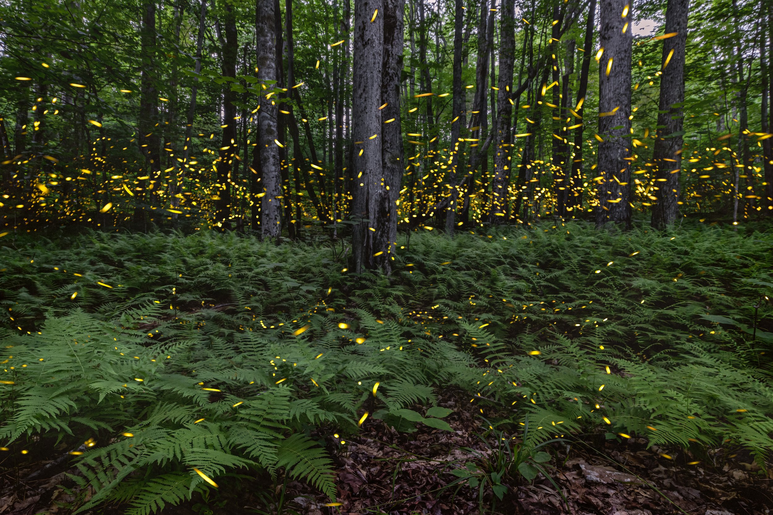 Woodland Magic. Monongahela N.D., W.Va. (June 2022)