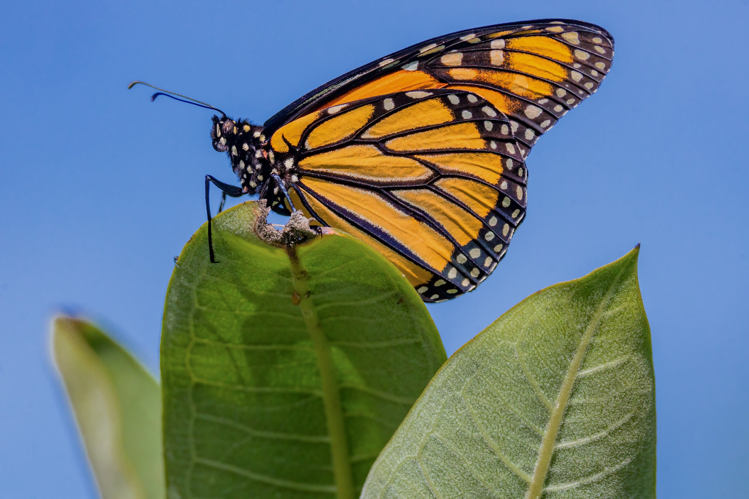 Monarch Throne. Loudoun County, Va. (Aug. 20220