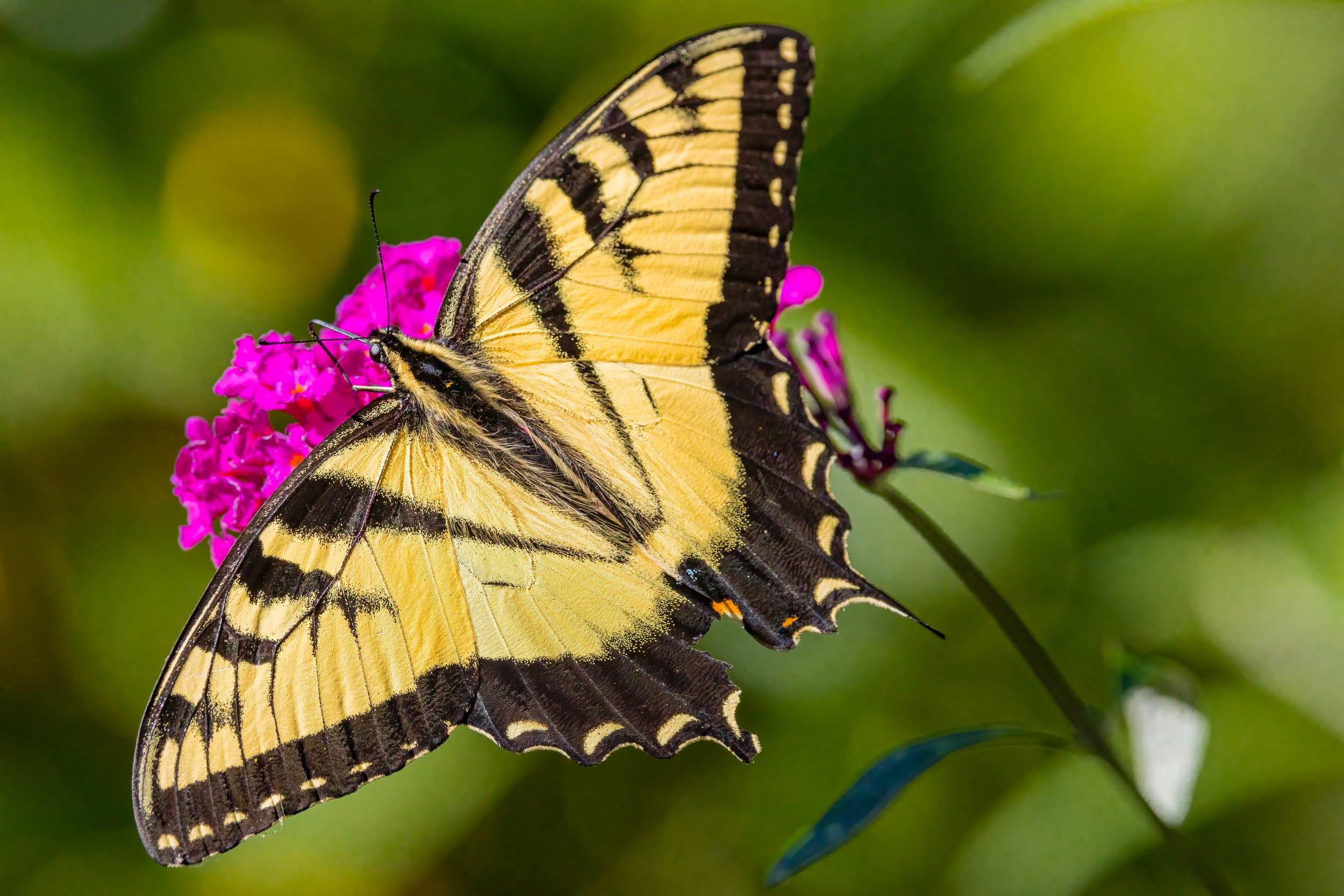Swallowtail. Linville, N.C. (Aug. 2022)