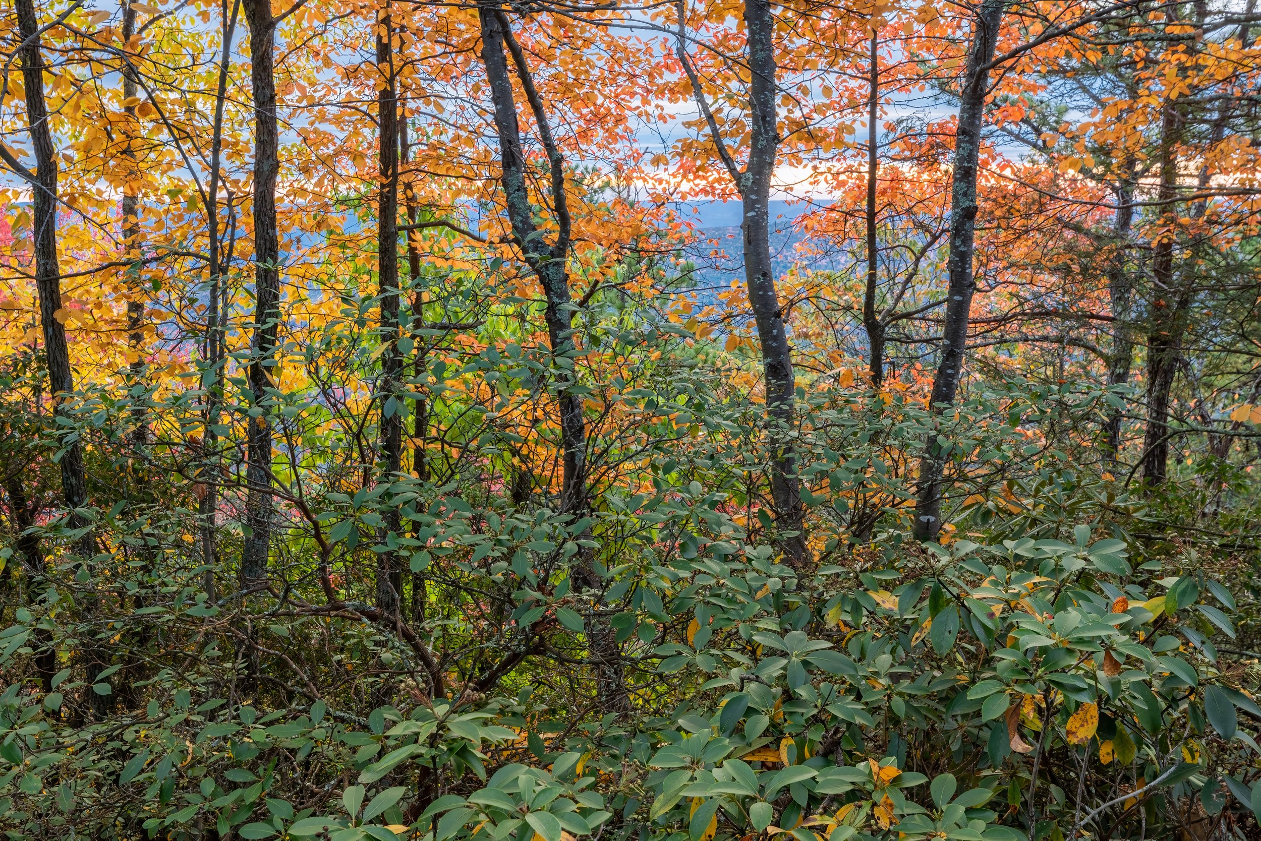 Fall Threads. Monongahela N.F., W.Va. (Oct. 2022)