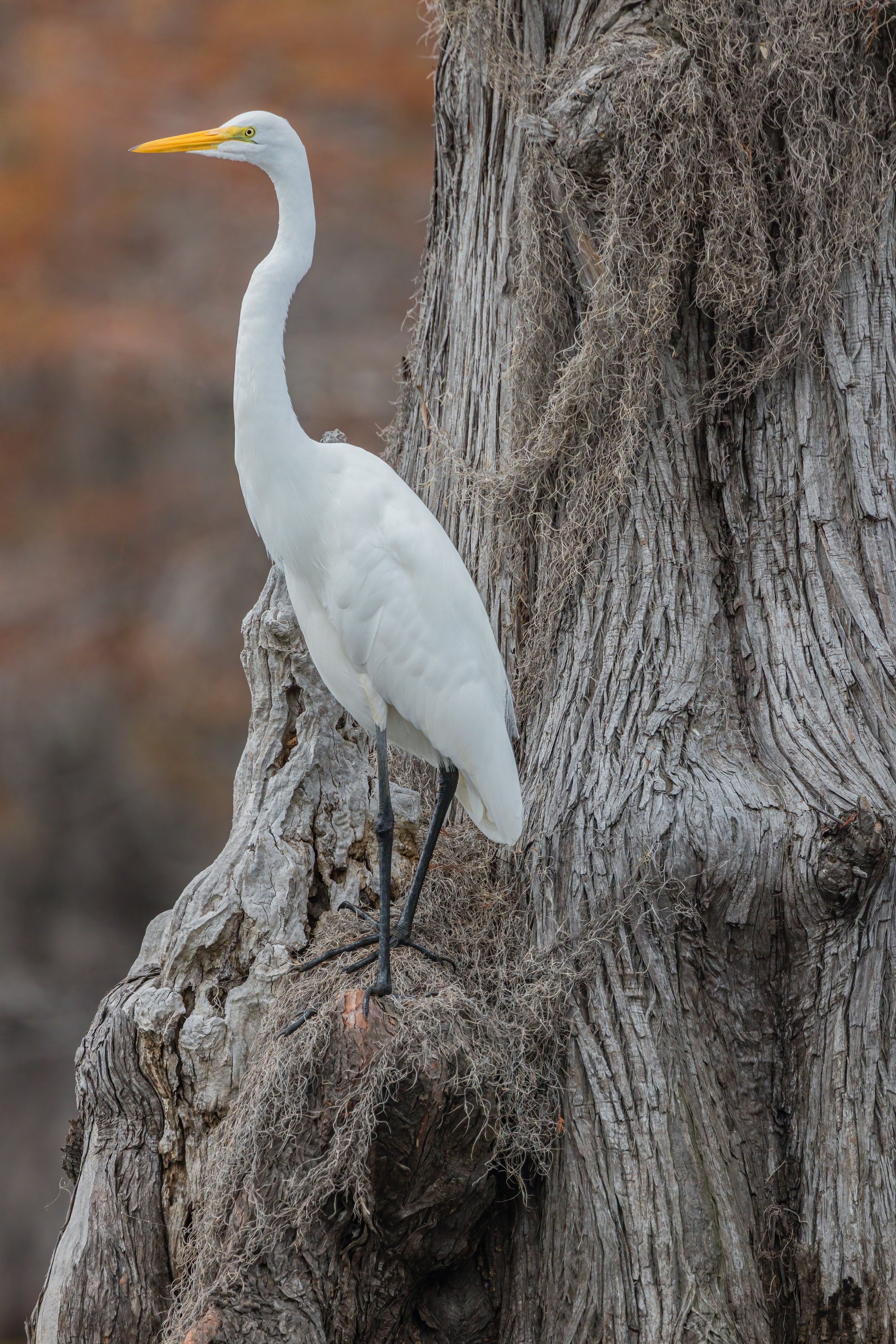 Minnow Watch. Texas (Nov. 2022)