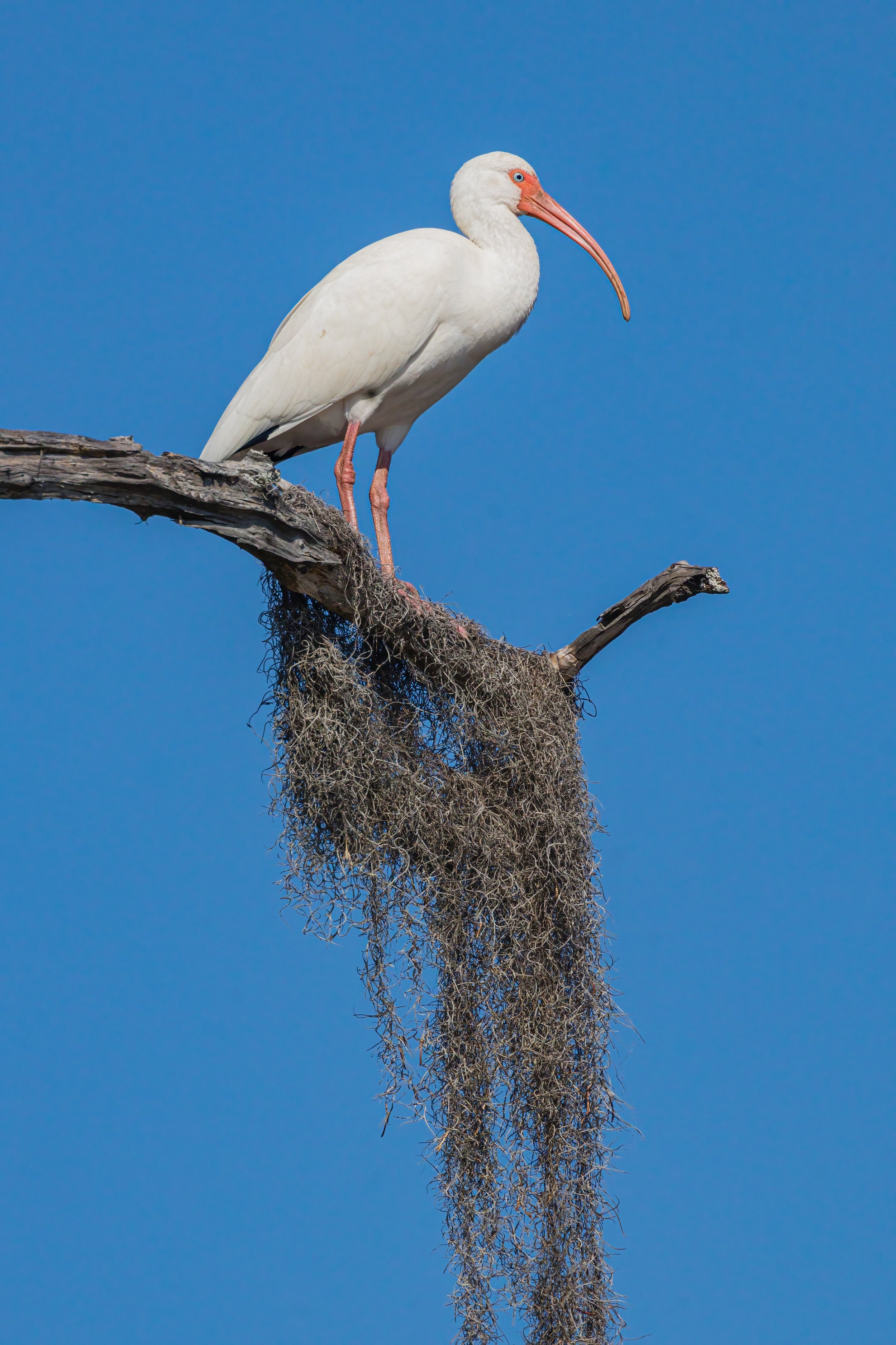 White Ibis. Texas (Nov. 2022)