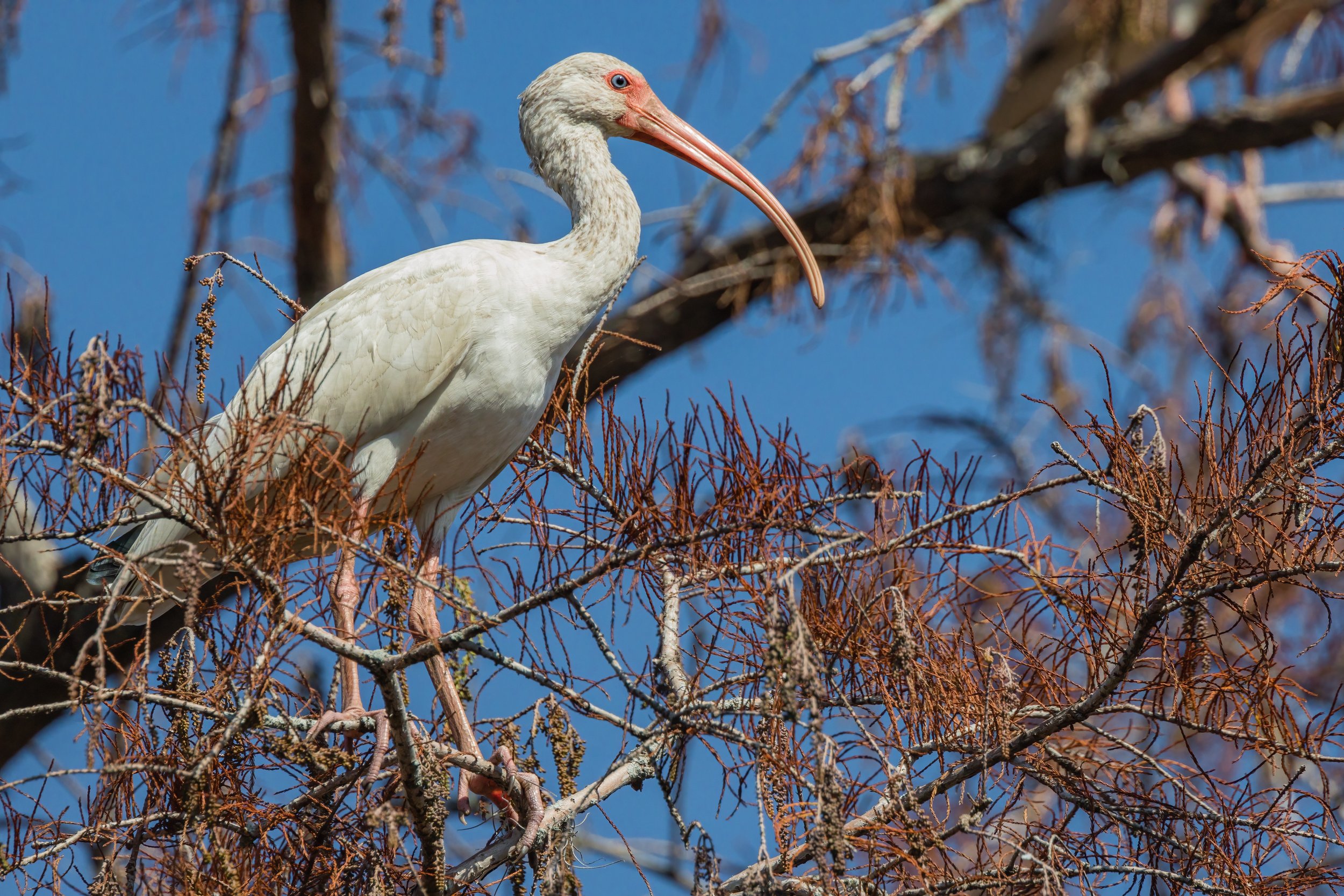 White Ibis. Texas (Nov. 2022)