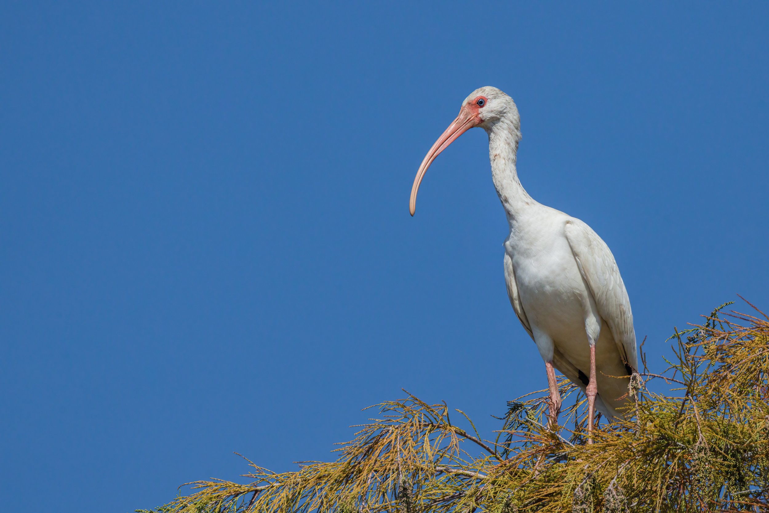 Ibis Overlook. Texas (Nov. 2022)