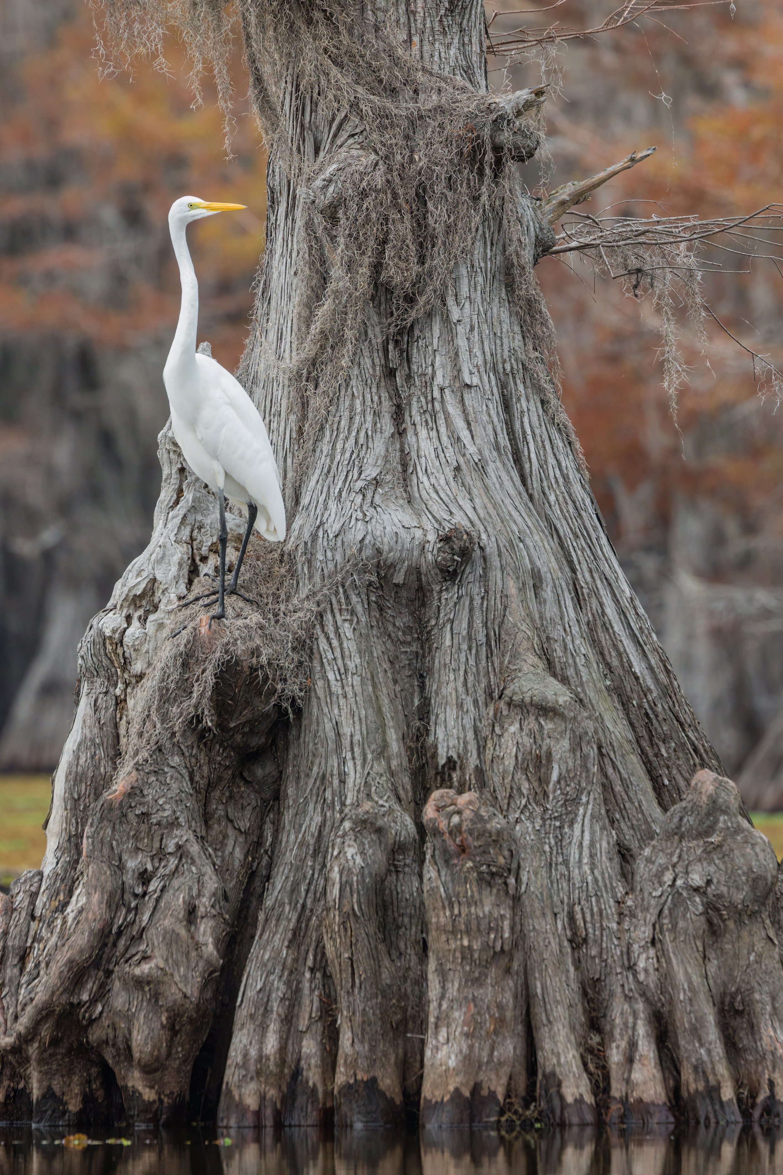 Cypress Throne. Texas (Nov. 2022)