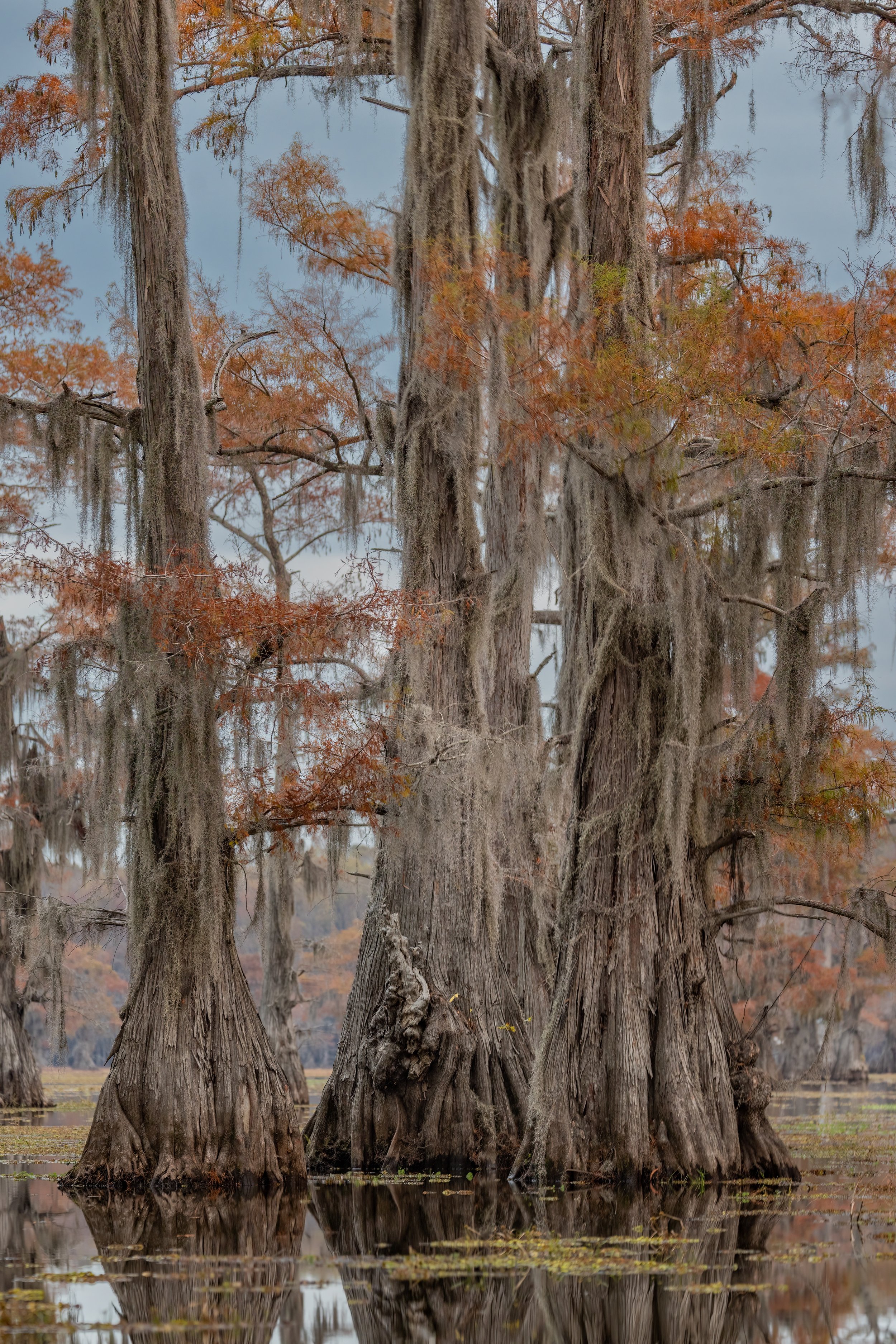 Fall Pillars. Texas (Nov. 2022)