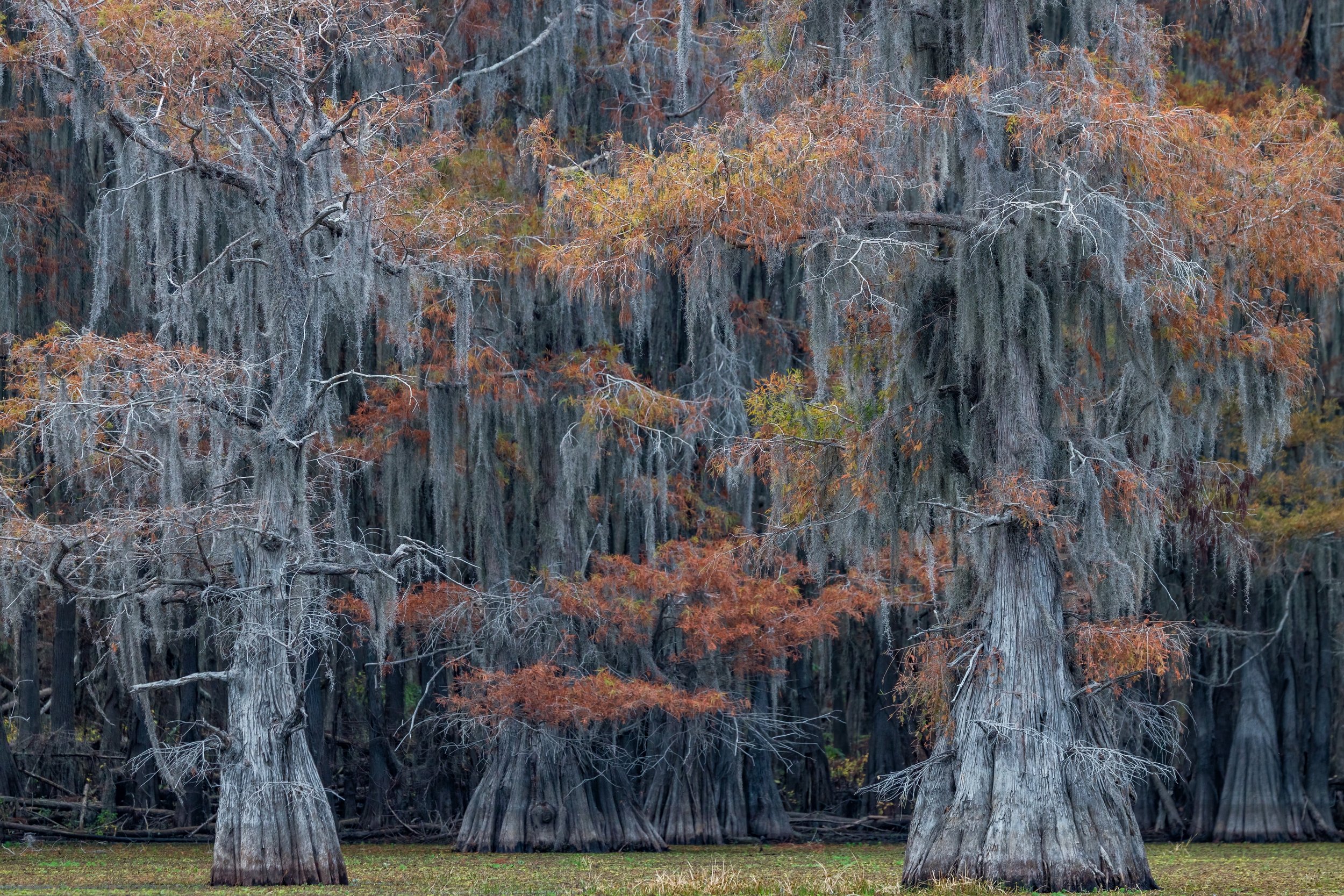 Bald Cypress. Texas (Nov. 2022)