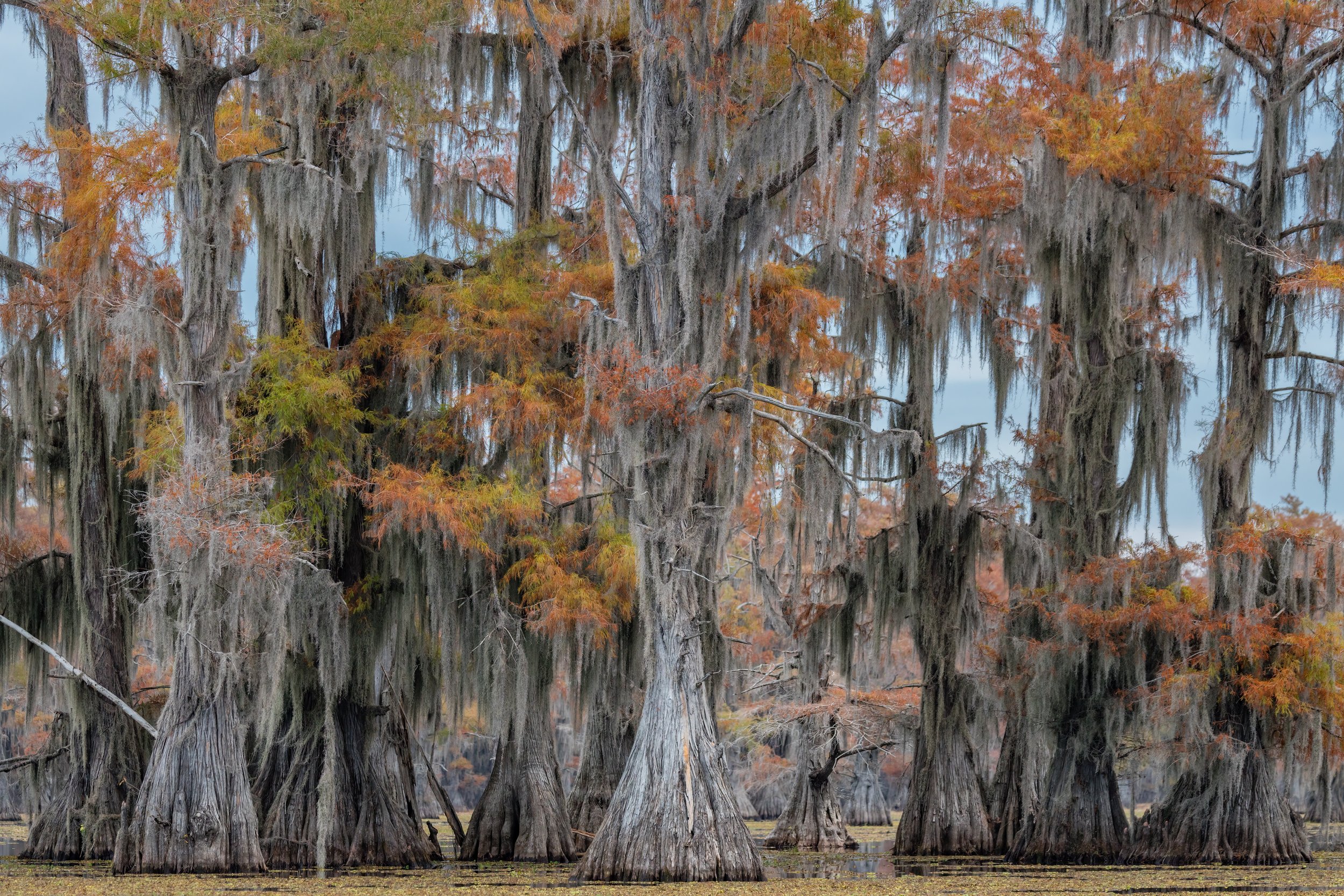 Bald Cypress In Fall. Texas (Nov. 2022)