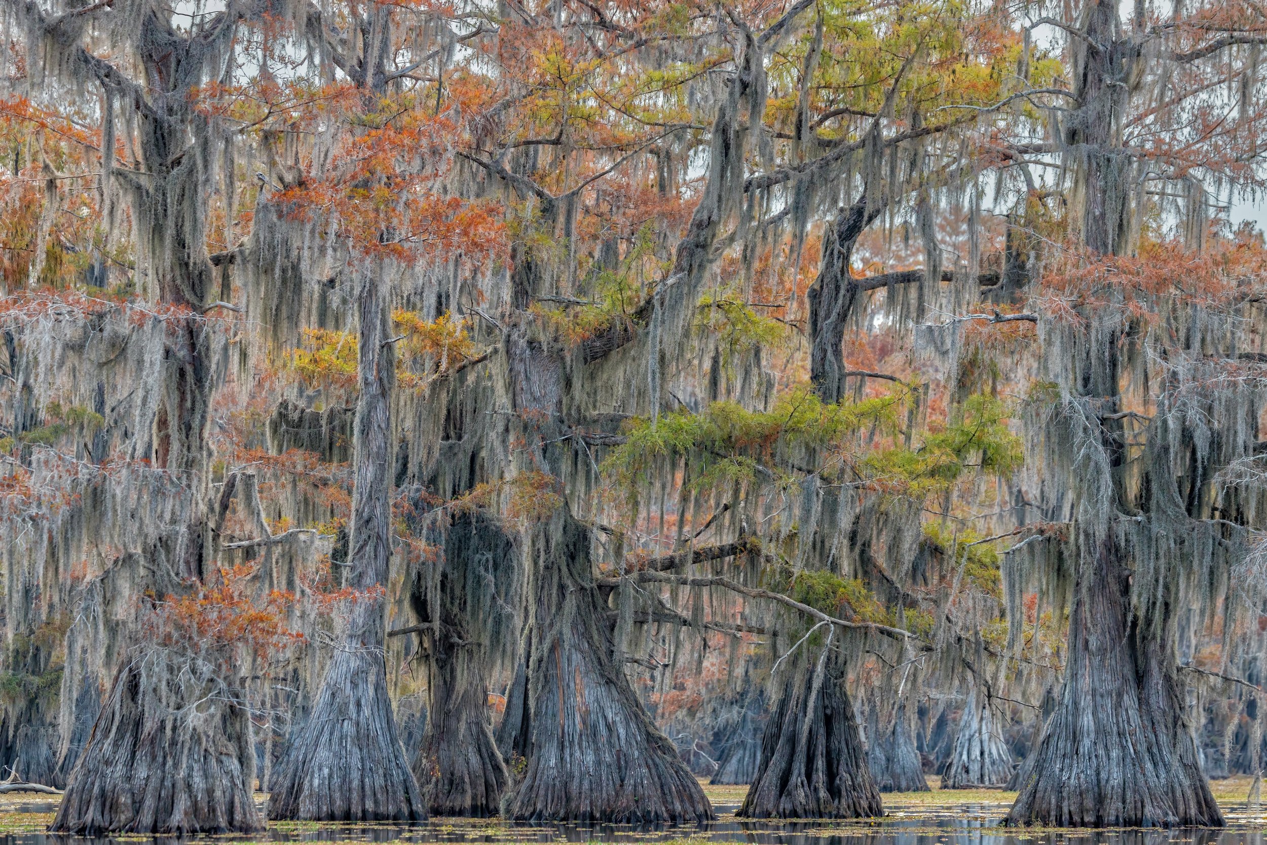 Bayou Magic. Texas (Nov. 2022)