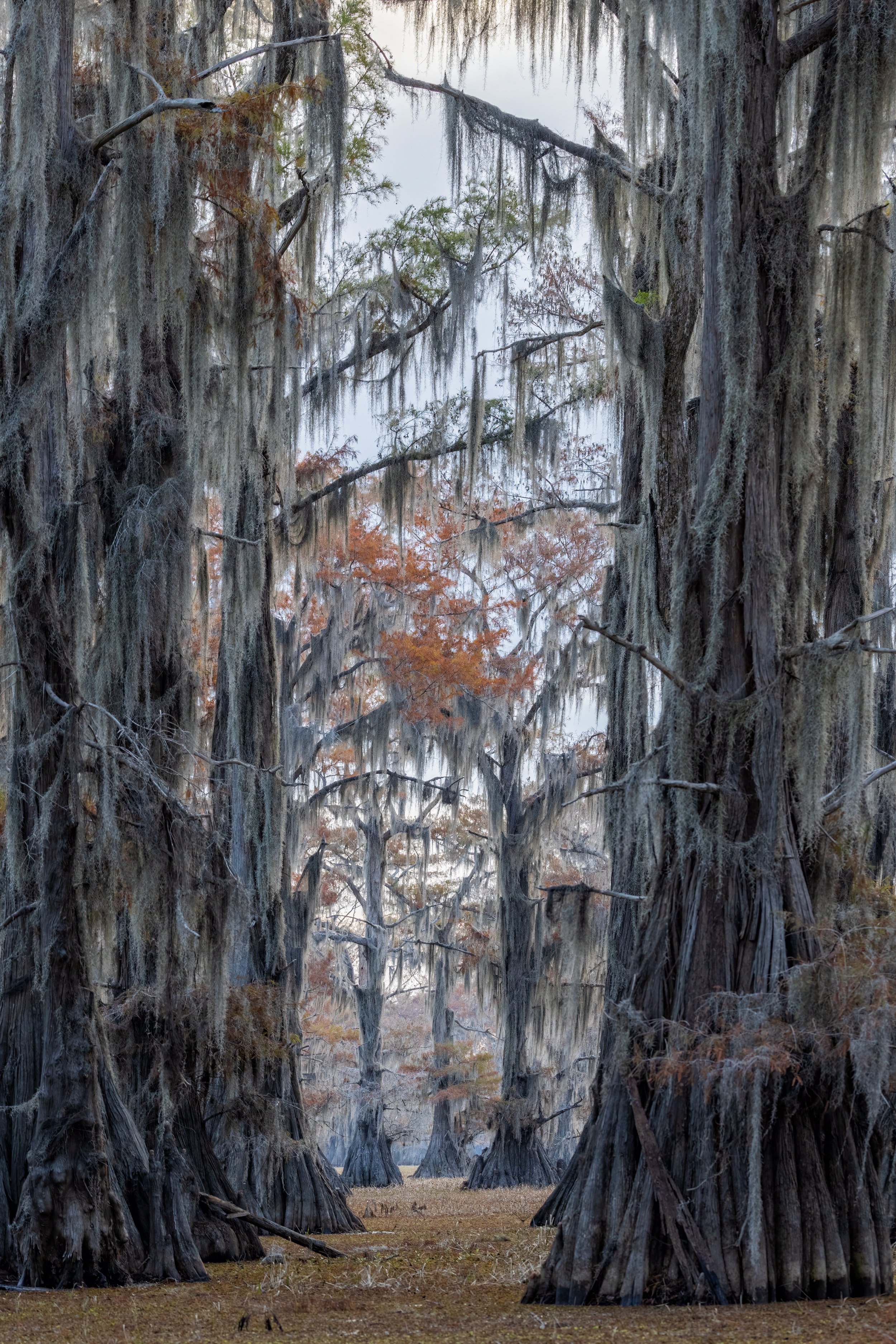 Cypress Tunnel. Texas (Nov. 2022)